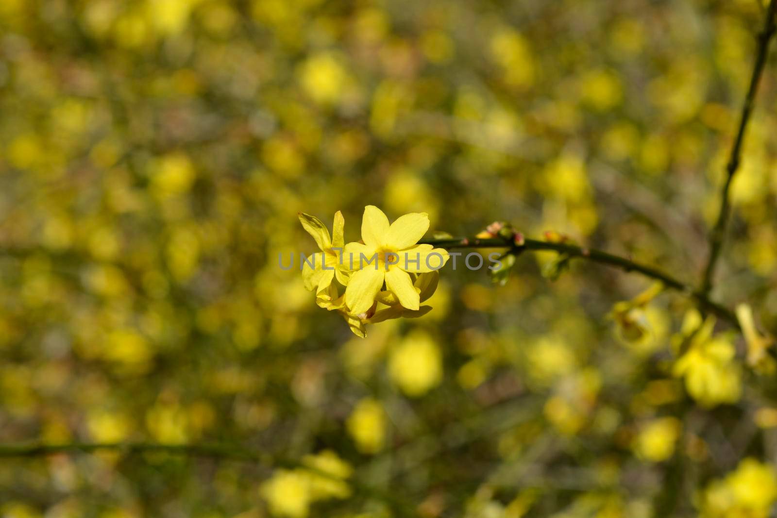 Winter jasmine - Latin name - Jasminum nudiflorum