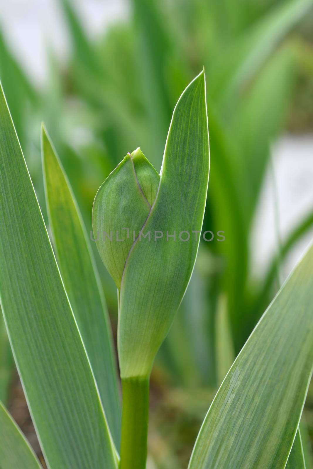Close up of a Tall bearded iris Lady Friend flower bud - Latin name - Iris barbata elatior Lady Friend