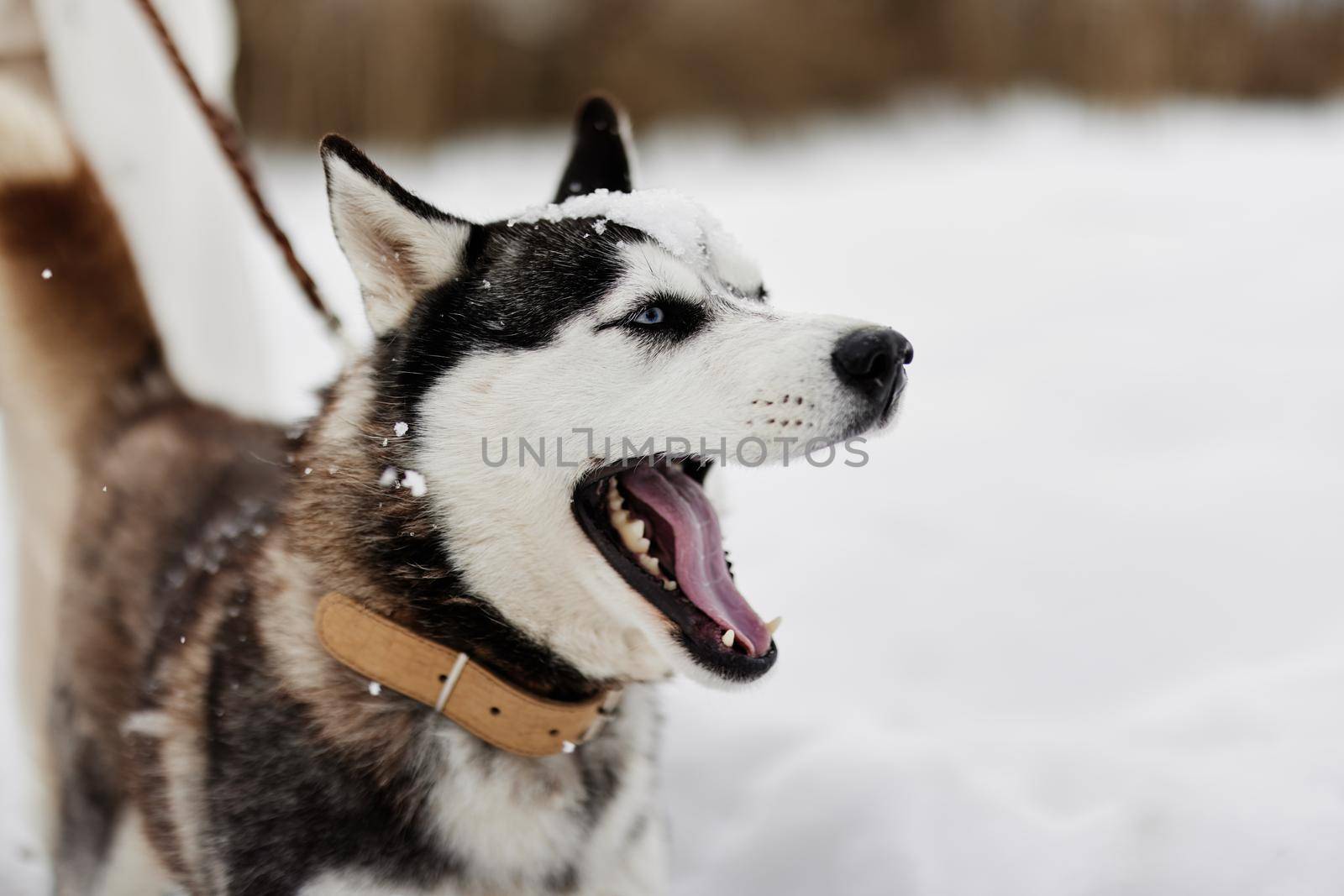 woman with a purebred dog outdoor games snow fun travel winter holidays by SHOTPRIME
