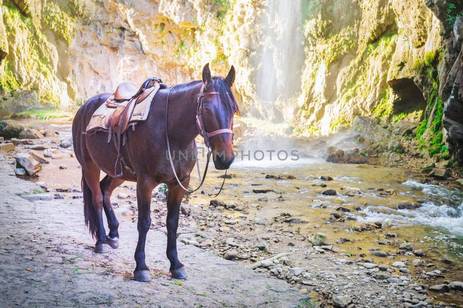 Brown horse on the background of mountains river and waterfall
