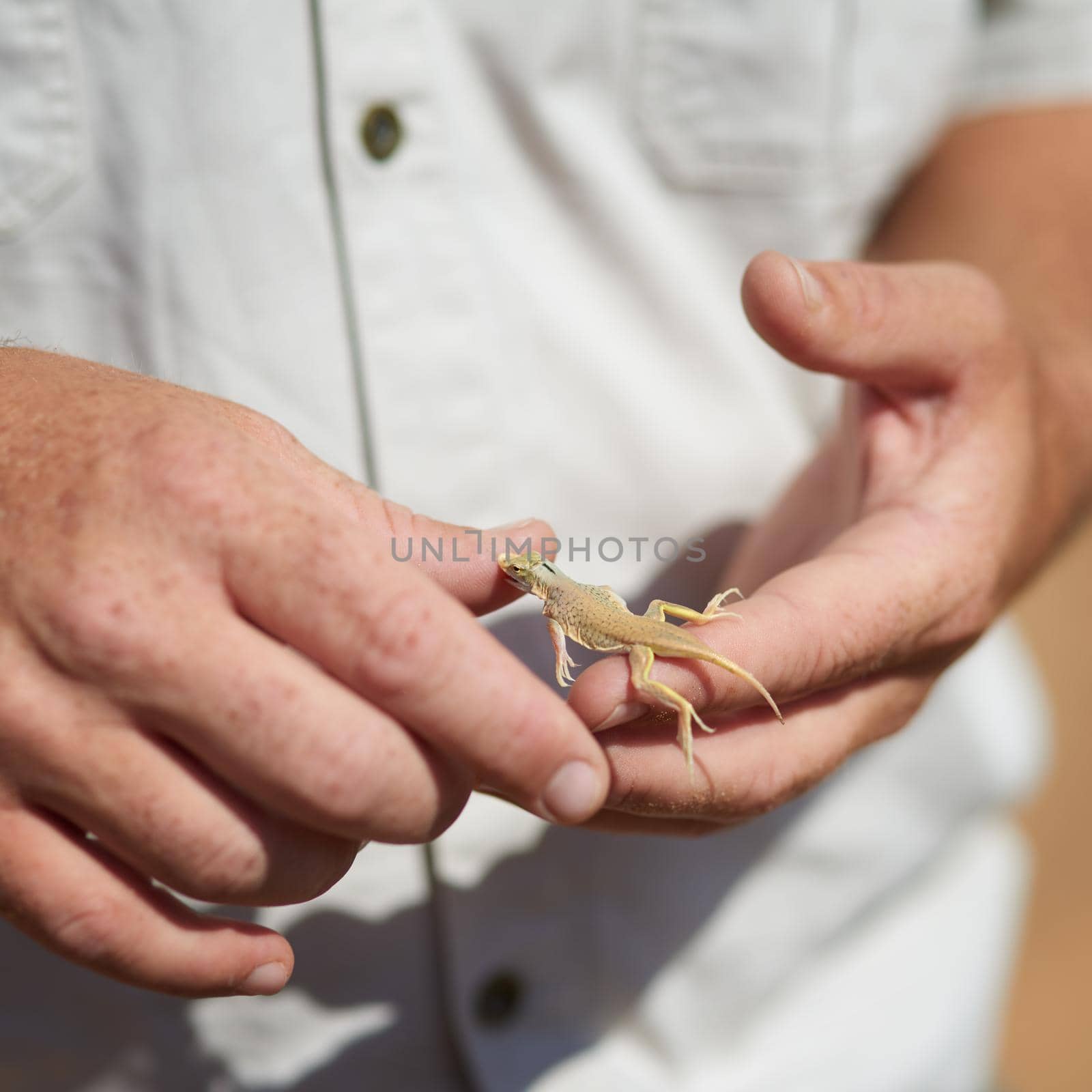 Is that supposed to hurt. Shot of an unidentifiable man holding a small lizard in his hands while exploring the desert. by YuriArcurs