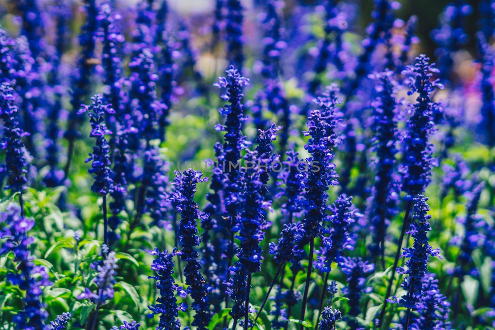 Real beauty nature photo background. Lamiaceae, Lavender field herb flower plant. Blue violet lilac color tone in stock. Tubular calyx corolla Medicine cosmetic relax spa summer fresh spring time day