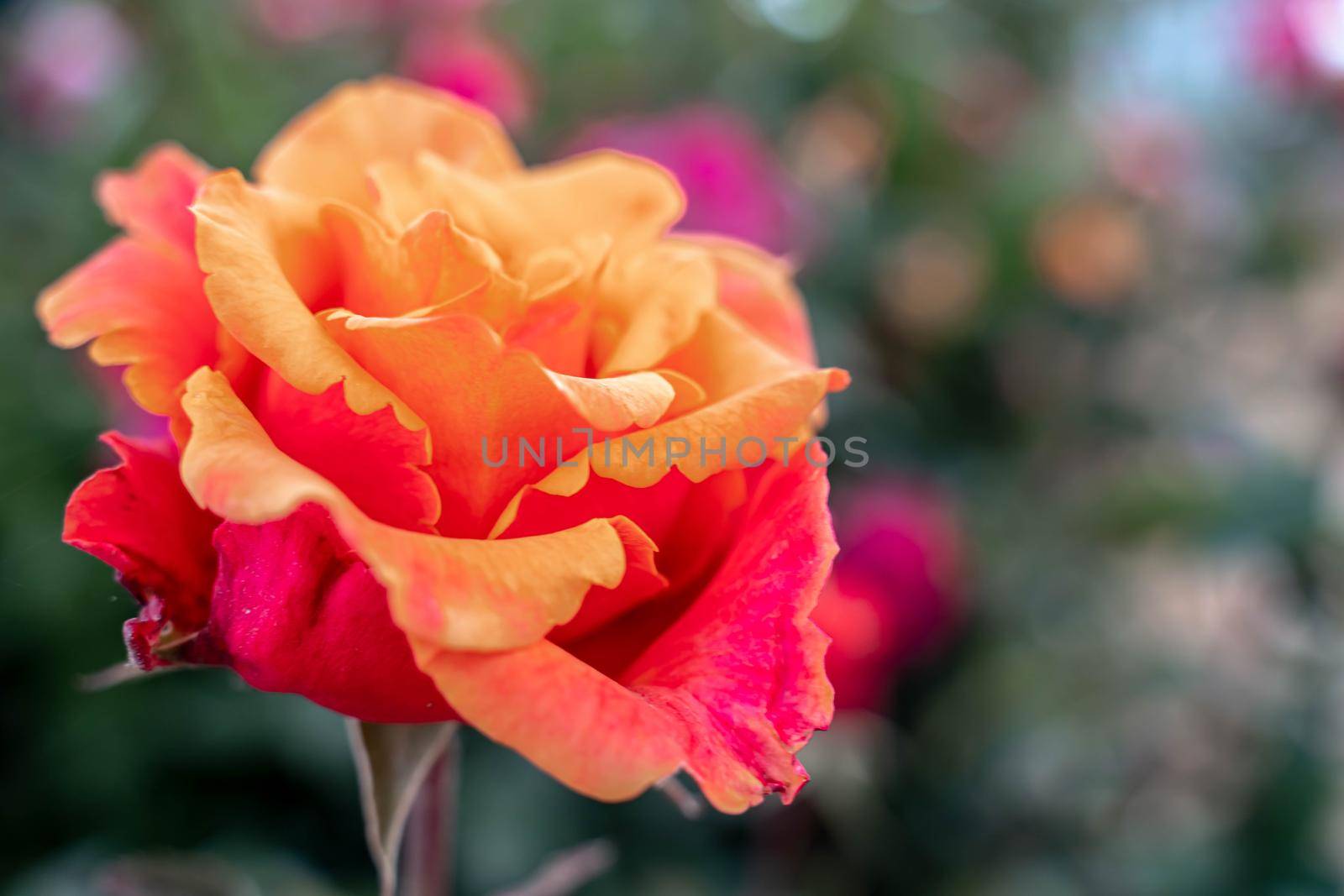 Yellow striped rose flower with green leaves in the garden. by Matiunina