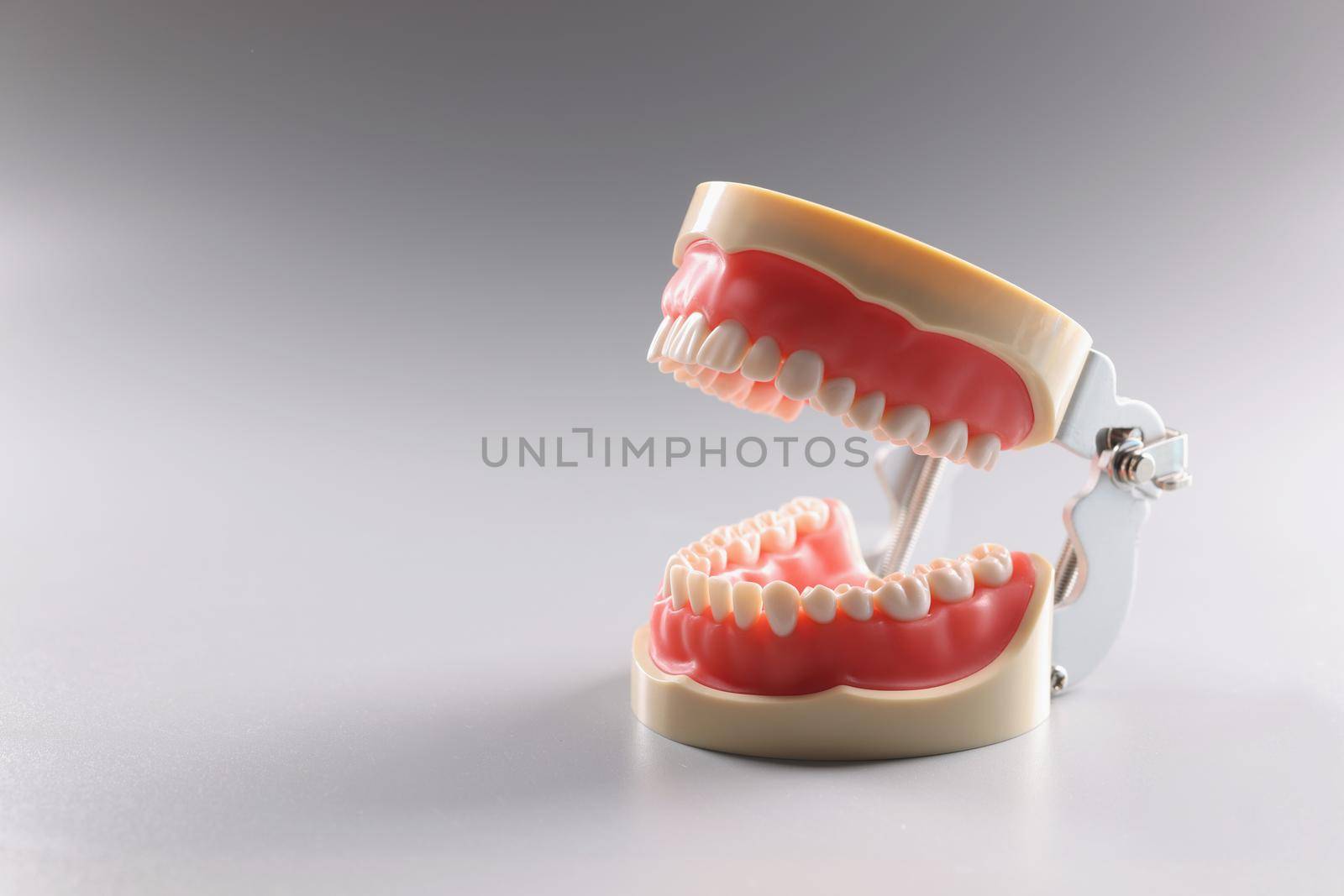 Miniature human tooth model, teeth orthodontic model or human jaw by kuprevich