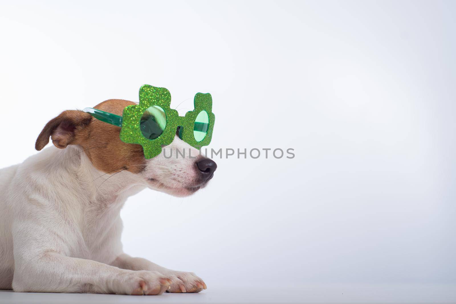 Portrait of a dog jack russell terrier in funny glasses on a white background. Saint patricks day holiday concept.