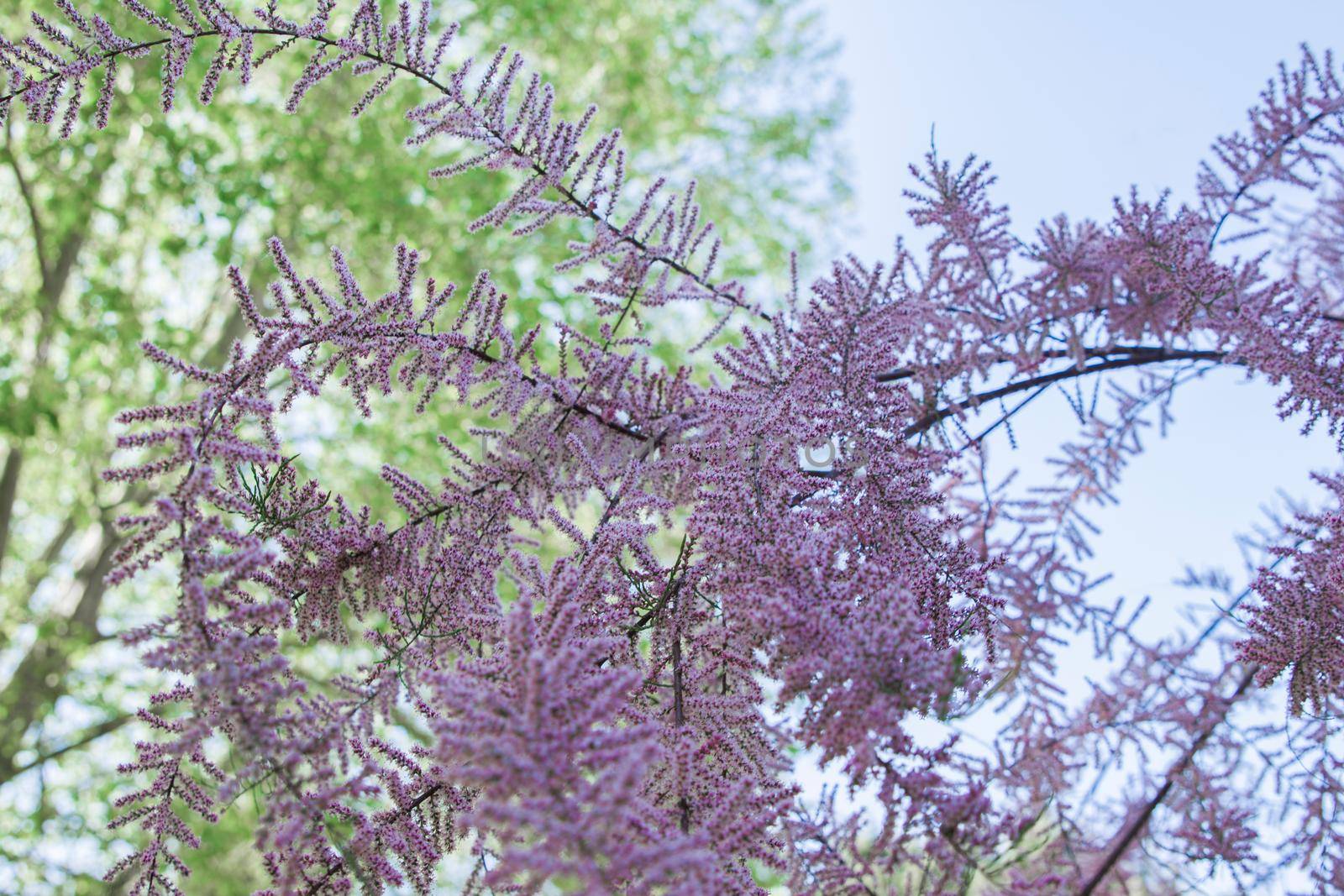 Tamarix tree with fluffy pink flowers Sky background