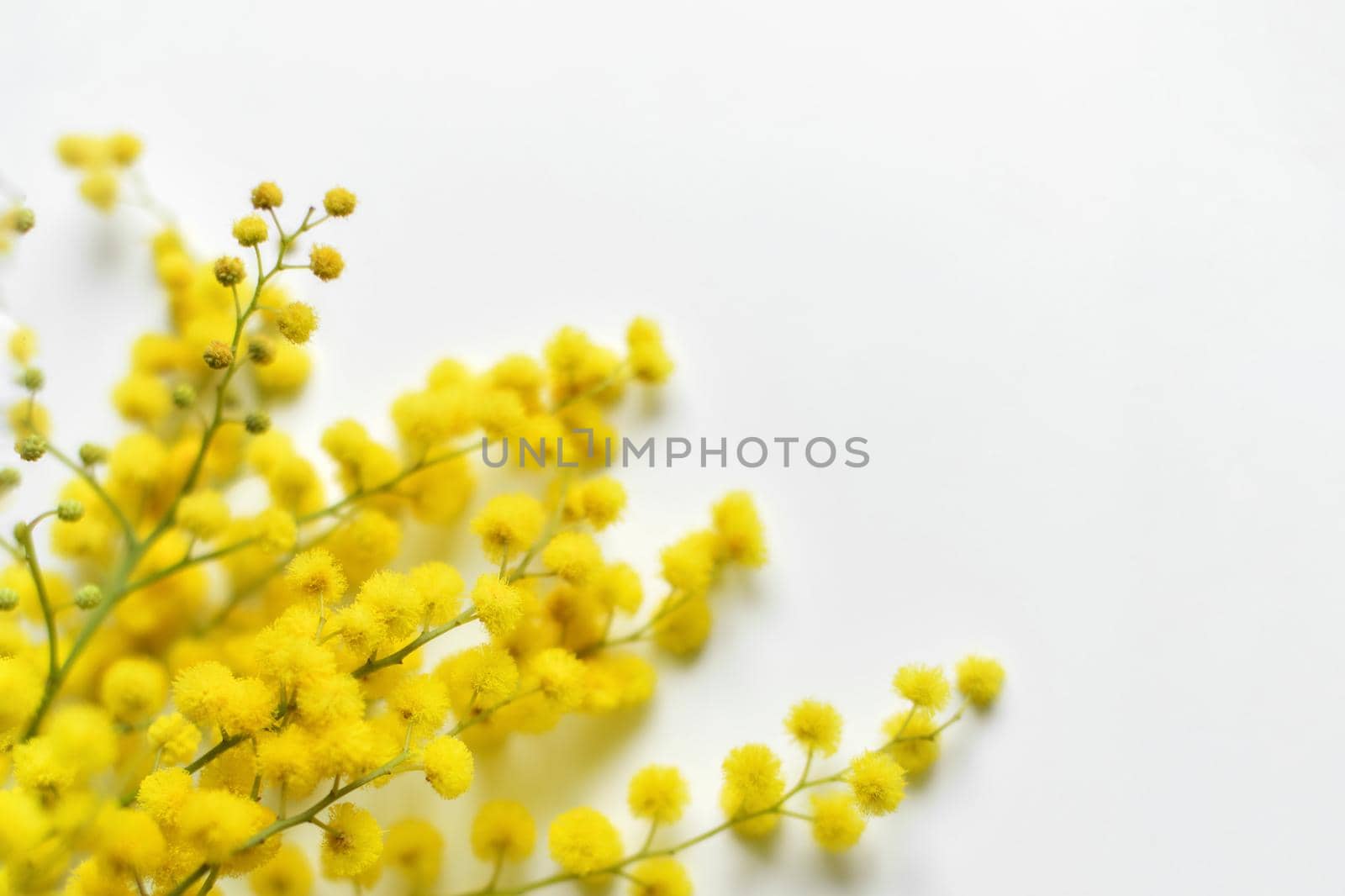 Spring mimosa on a white background Top view