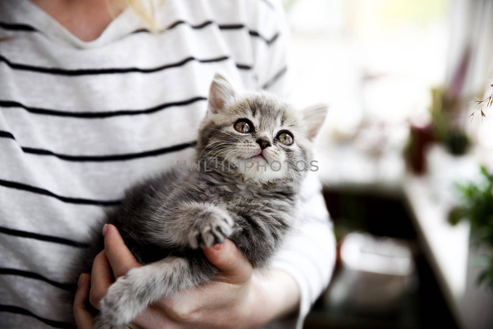 A woman in a striped blouse holds in her arms a beautiful little young kitten of the Scottish Straight breed at home on the balcony in self-isolation. The kitten looks with an interested look at various things, such as plants, household, etc.