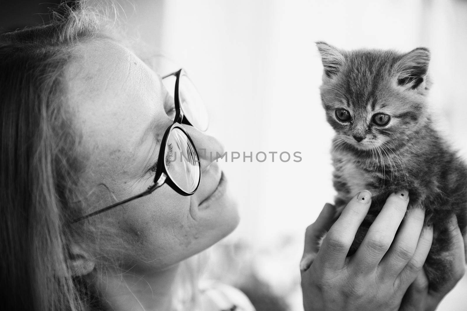 A woman in a striped blouse and glasses looks and holds a beautiful little kitten of the Scottish Street breed at home. The kitten looks up with an interested look. Black and white photo