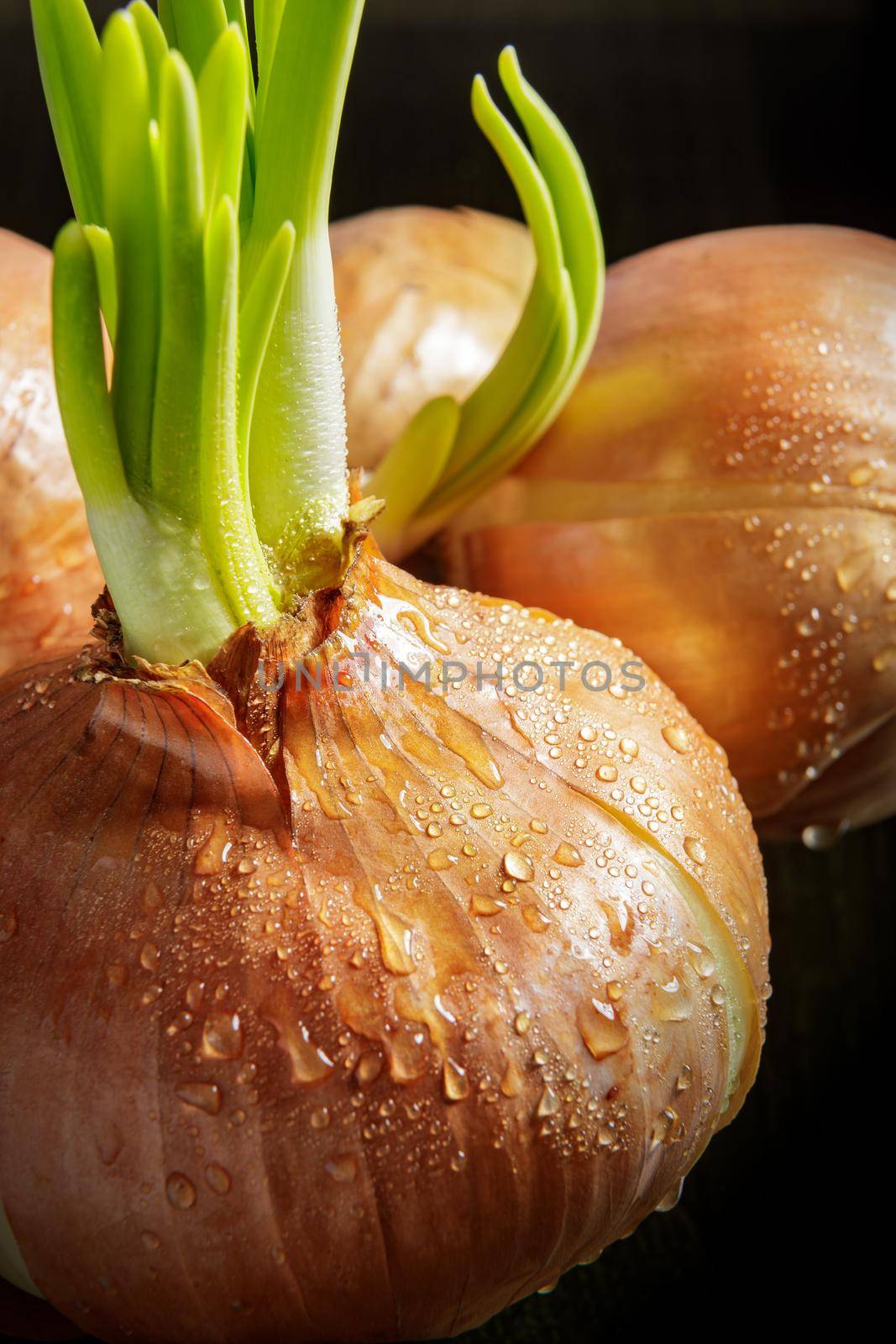 Large bulbs with sprouted green onions. Close-up.