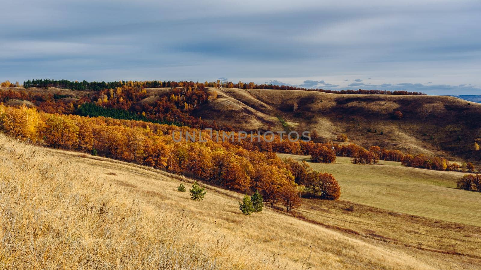 Autumnal forest on the hillside at overcast day