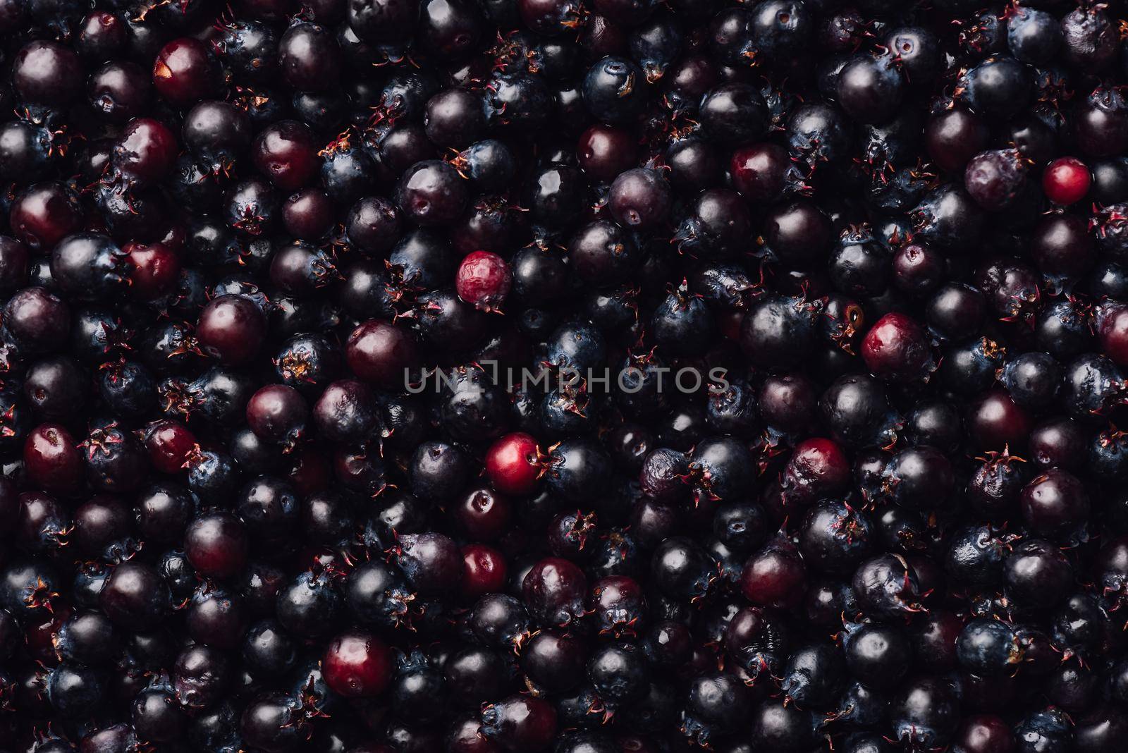 Background of Purple Amelanchier Lamarckii Fruits. View from Above