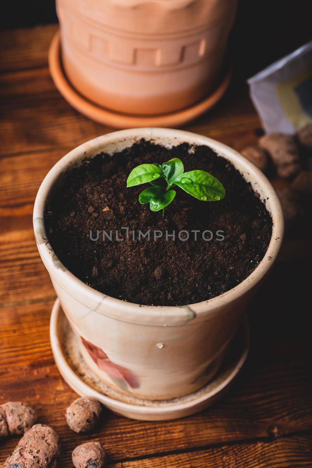 Repotted Young Tangerine Tree in a Ceramic Pot at Home