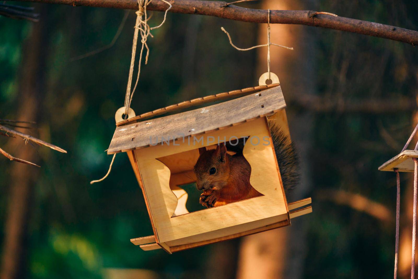 Squirrel eats nuts in the feeder. by Seva_blsv