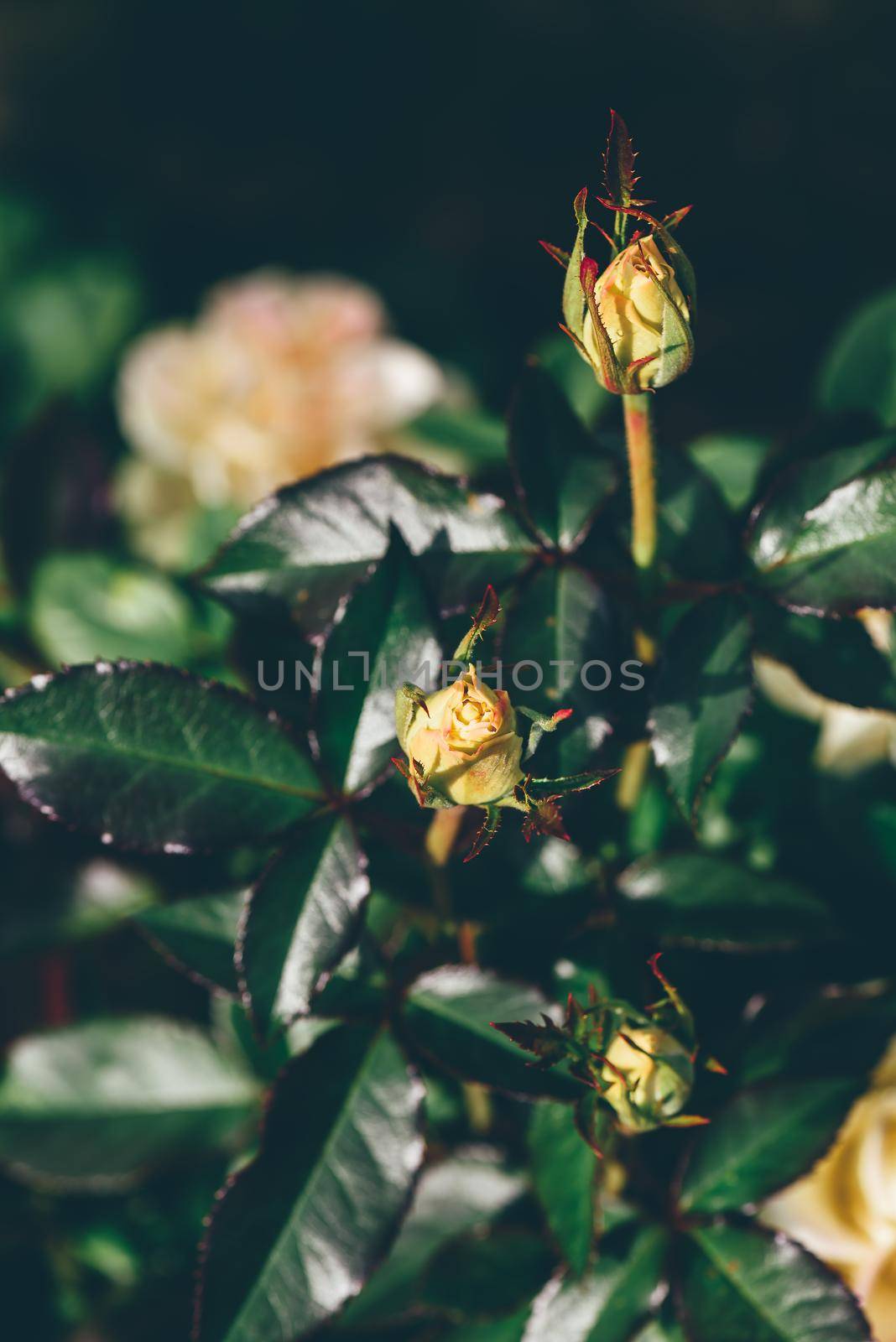 Unblown bud of white rose in a garden