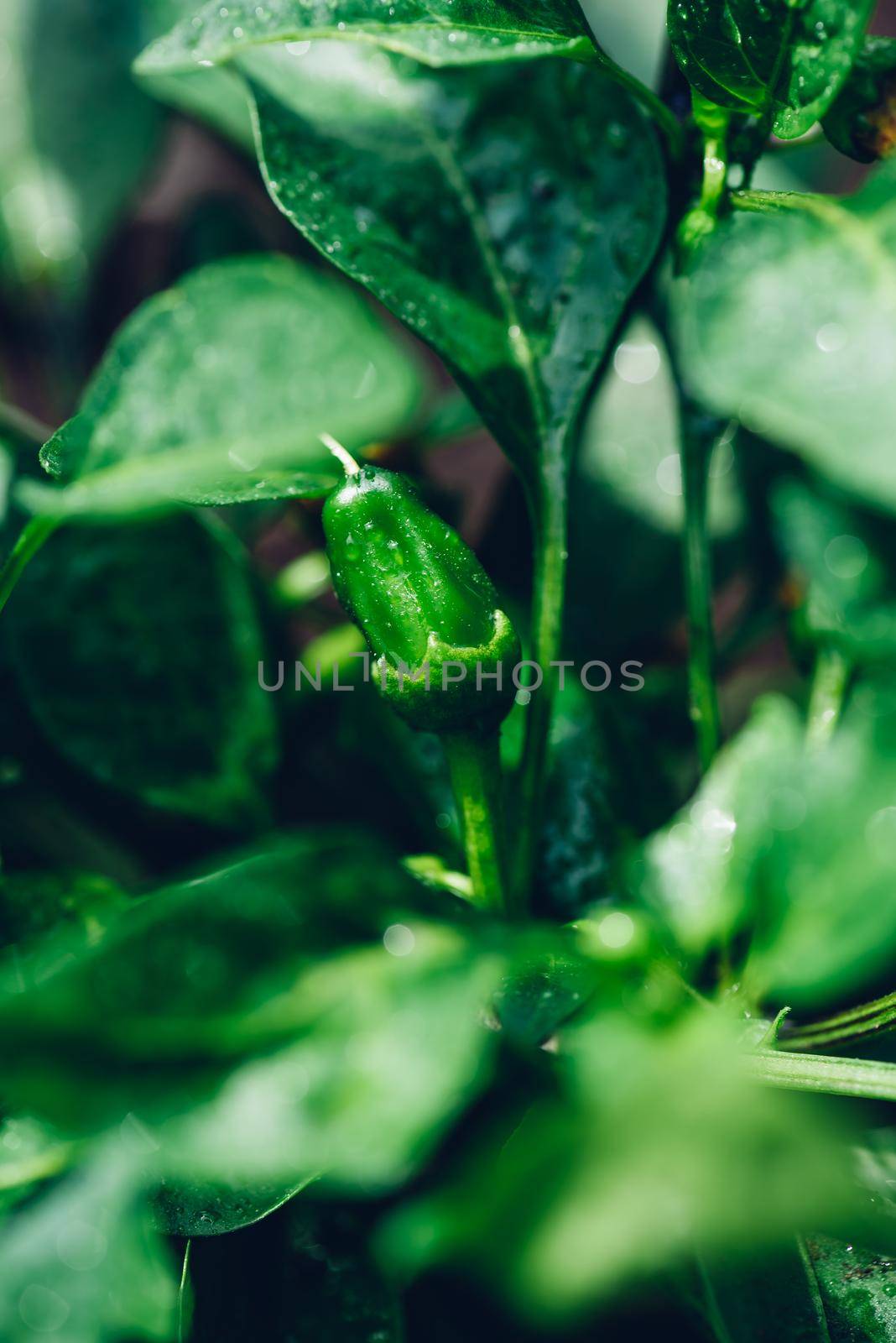 Small Green Chili Pepper Growing in Backyard Garden