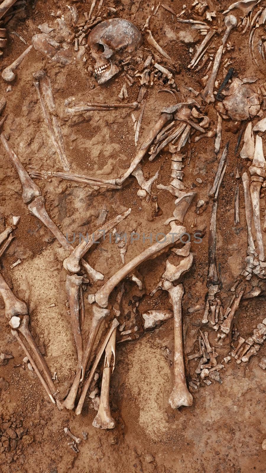 Archaeological excavations at the crime scene, Human remains in the ground. War crime scene. Site of a mass shooting of people. Human remains - bones of skeleton, skulls.