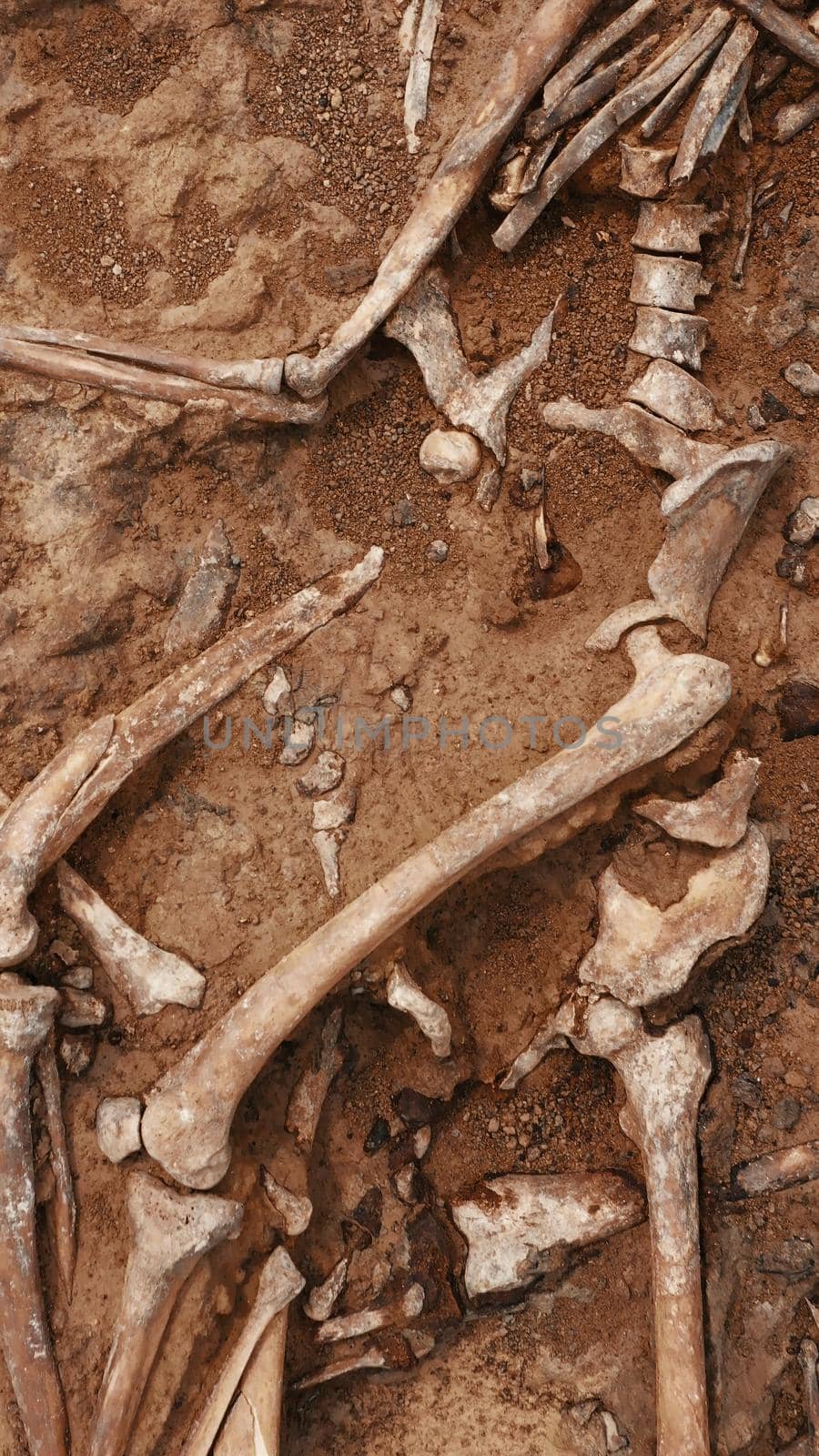 Archaeological excavations at the crime scene, Human remains in the ground. War crime scene. Site of a mass shooting of people. Human remains - bones of skeleton, skulls.