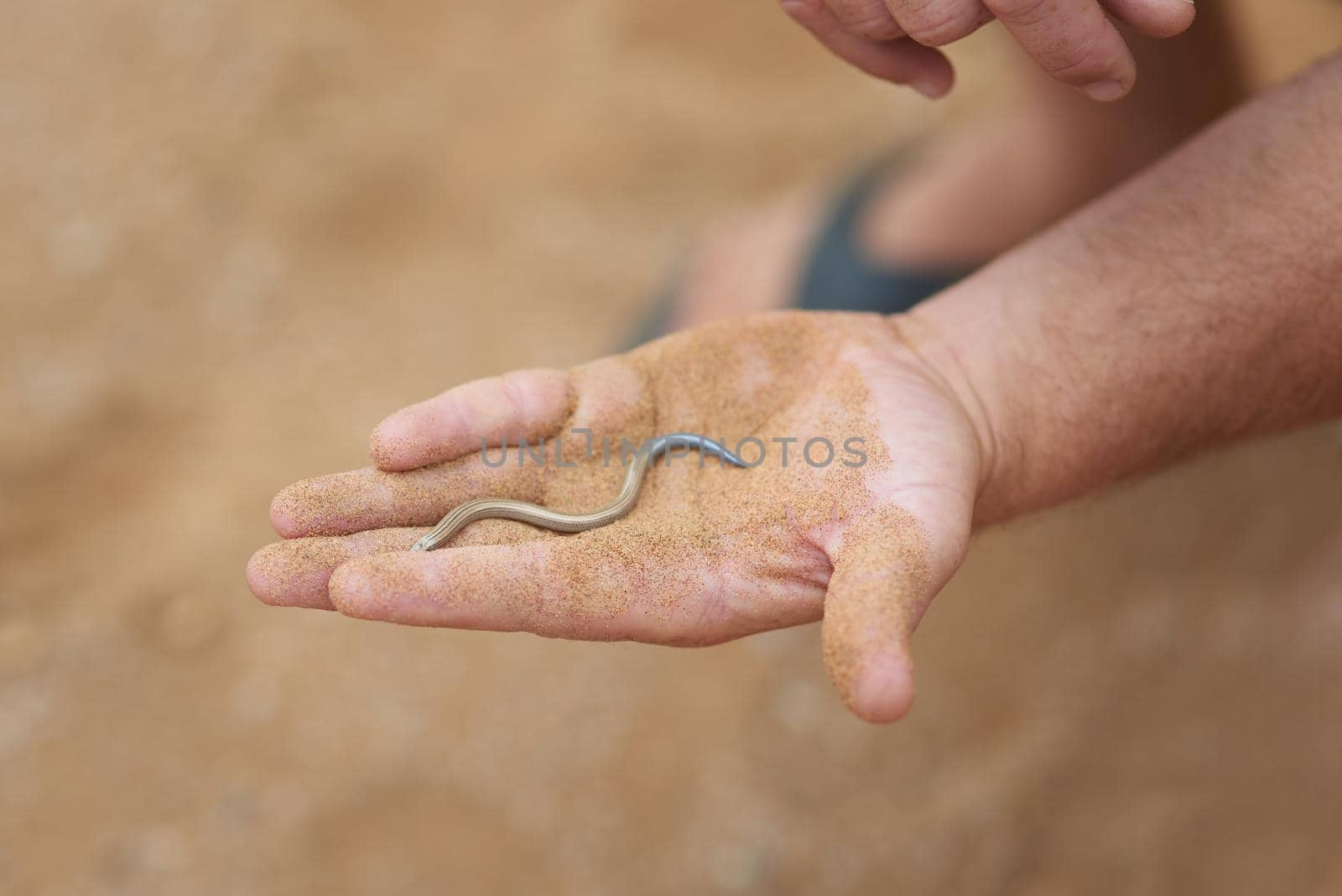 No need to fear this little guy. Shot of an unidentifiable man holding a small snake in the palm of his hand while exploring the desert. by YuriArcurs