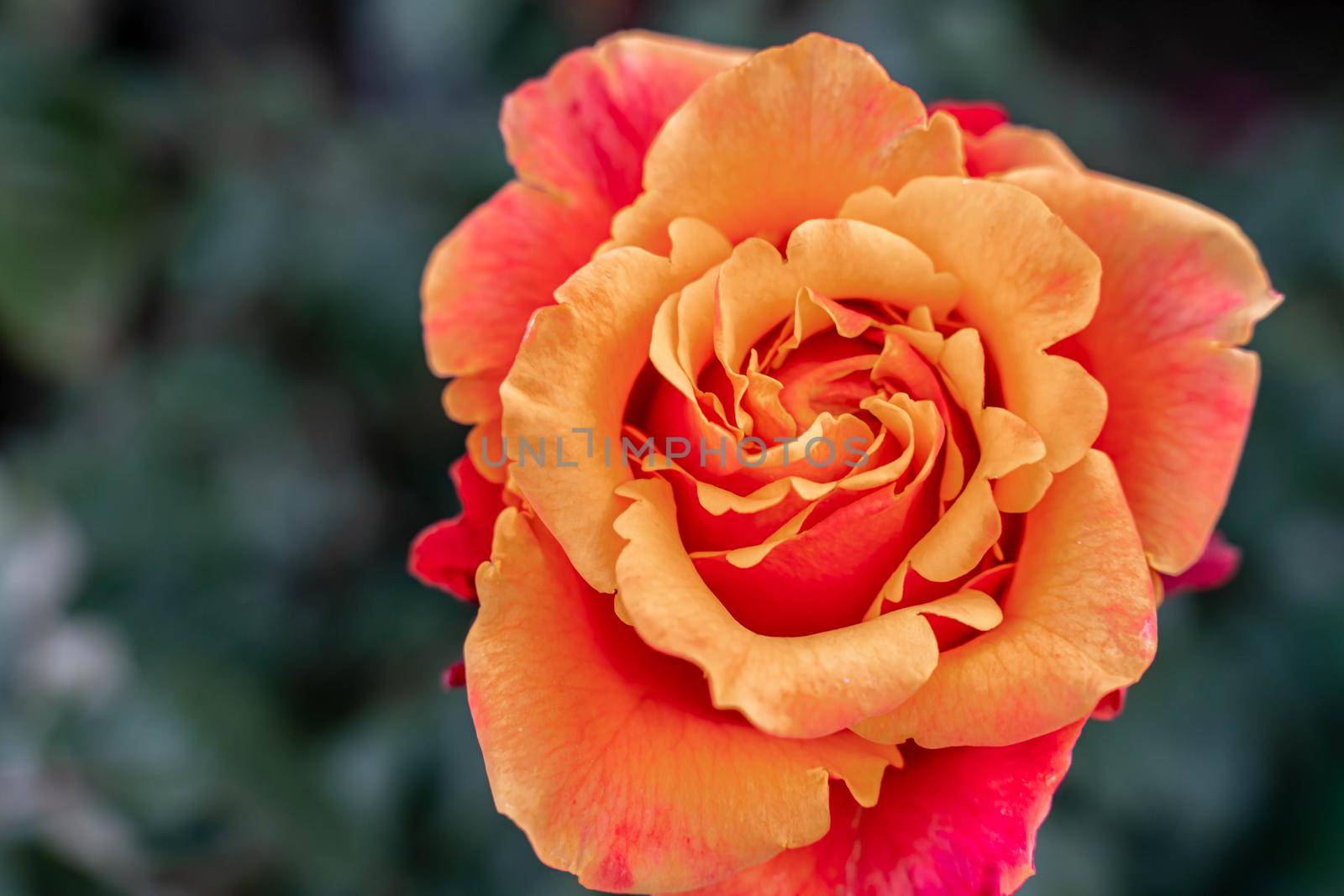 Yellow striped rose flower with green leaves in the garden. by Matiunina