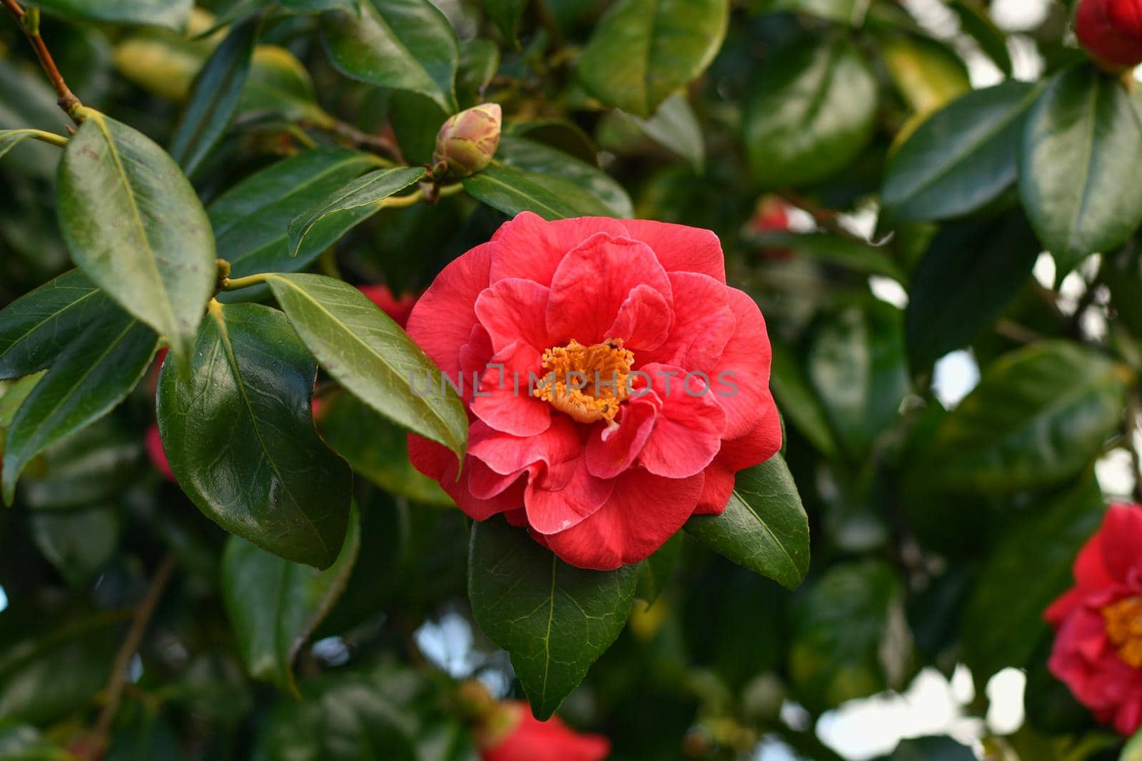 Pink blooming camellia flowers and buds