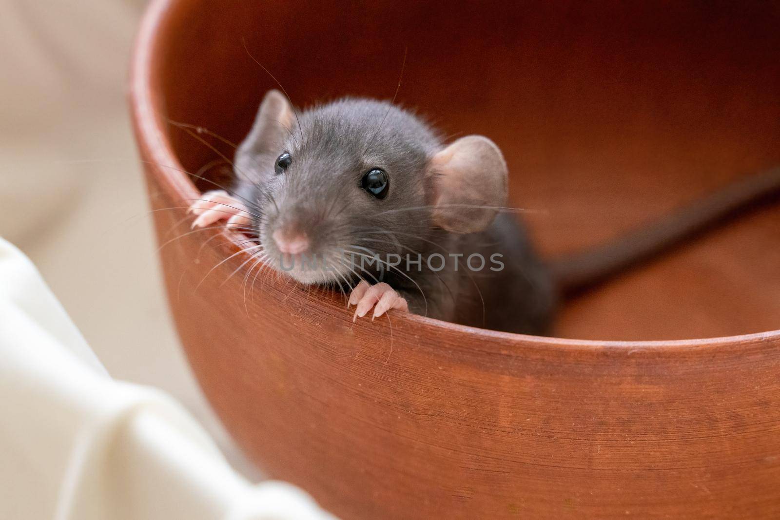 The head of a gray Dumbo rat on a white background, she sits in a clay plate and looks out, putting her front paws on the edge.