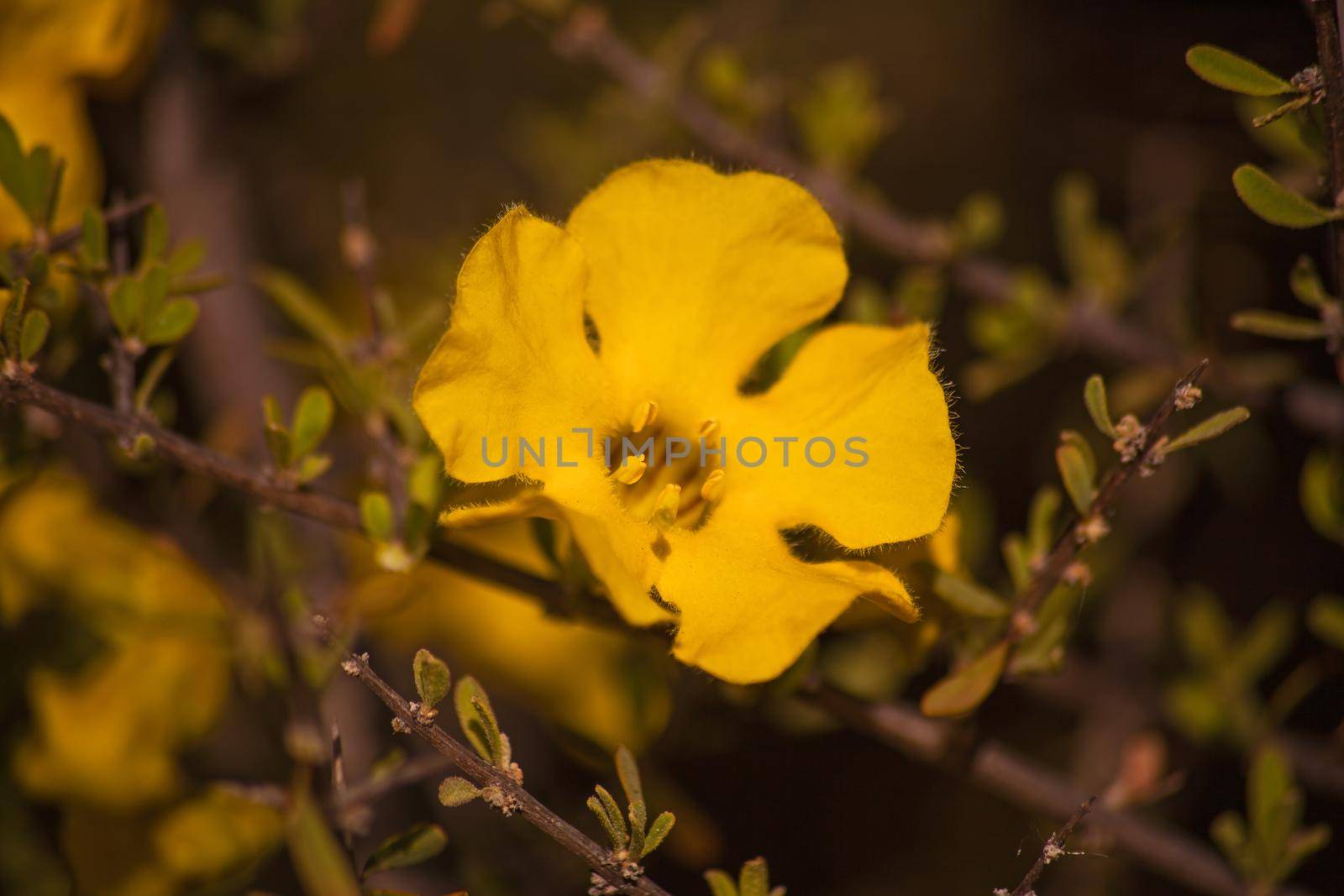 Flowers of the Karoo Gold Rhigozum obovatum Burch 14652 by kobus_peche