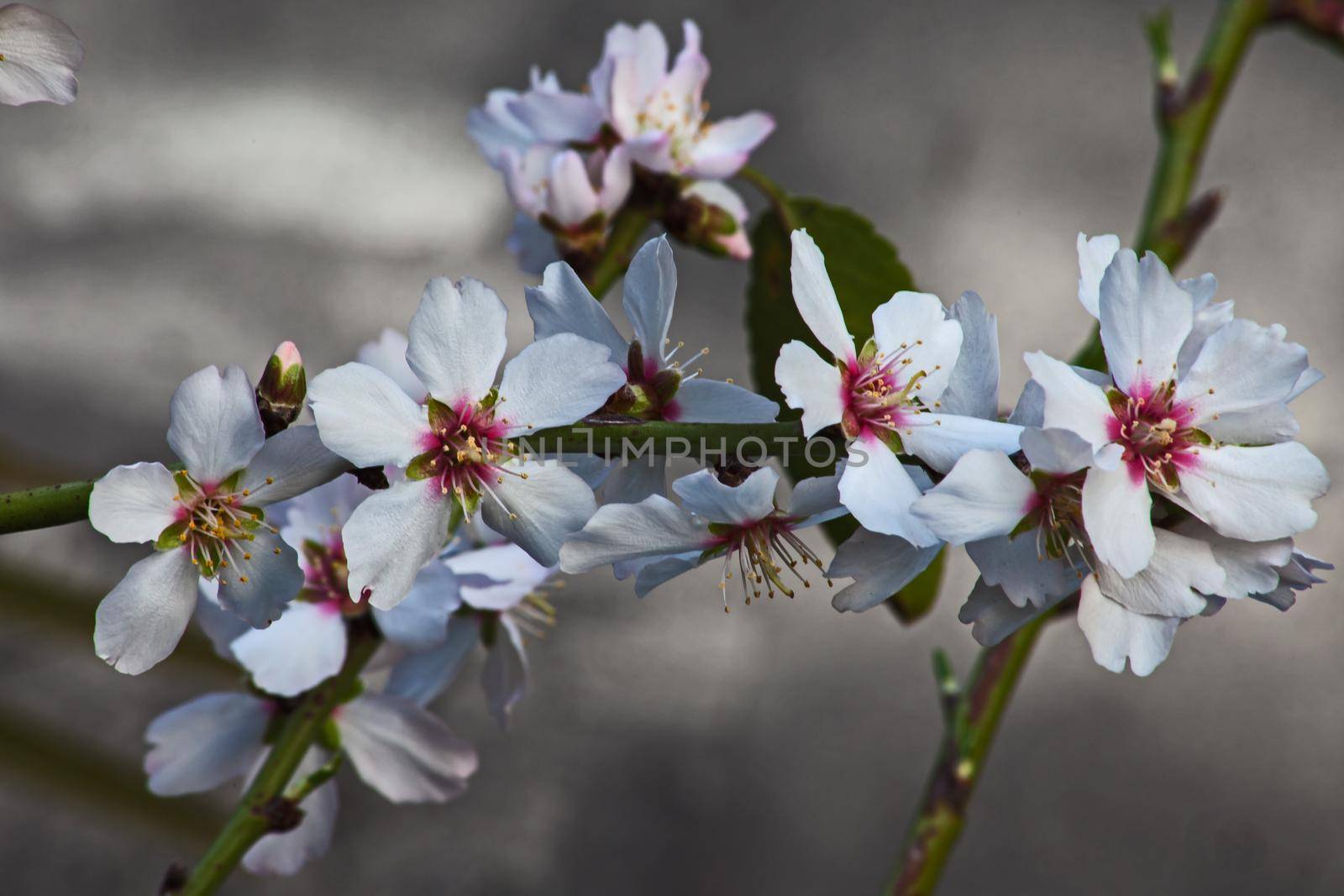 Bright Almond Blossoms announcing the arrival of Spring
