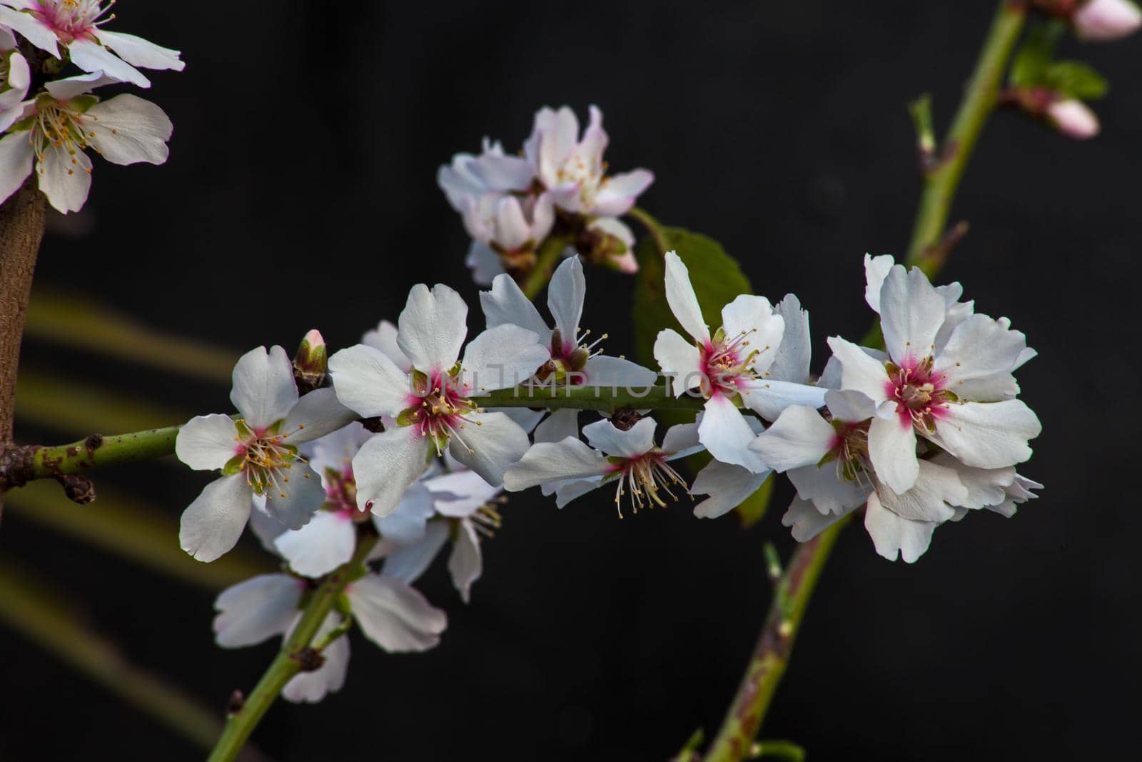 Almond Blossoms 8834 by kobus_peche