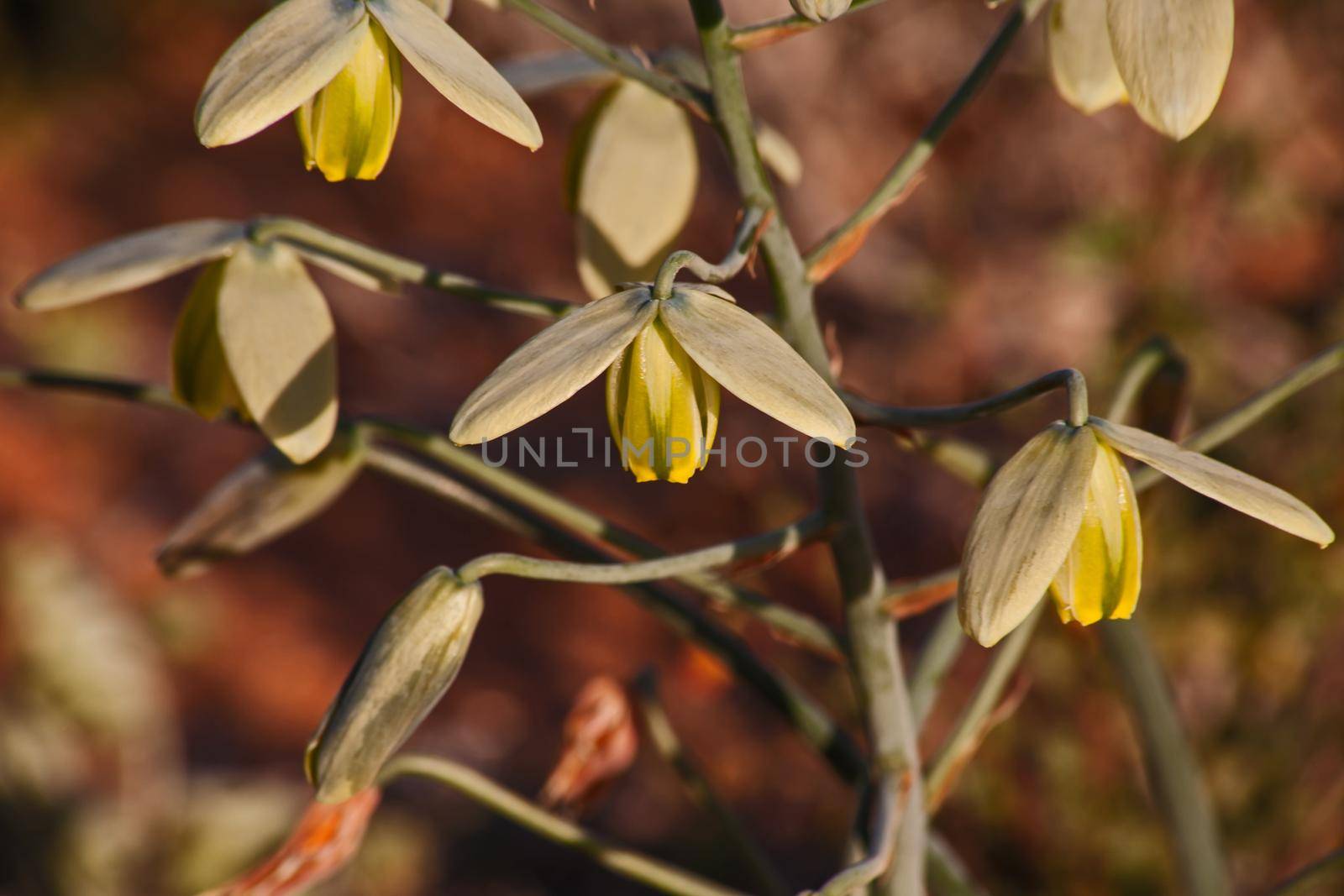 Albuca flaccida is a summer dormant, drought tolerant bulb from South Africa.