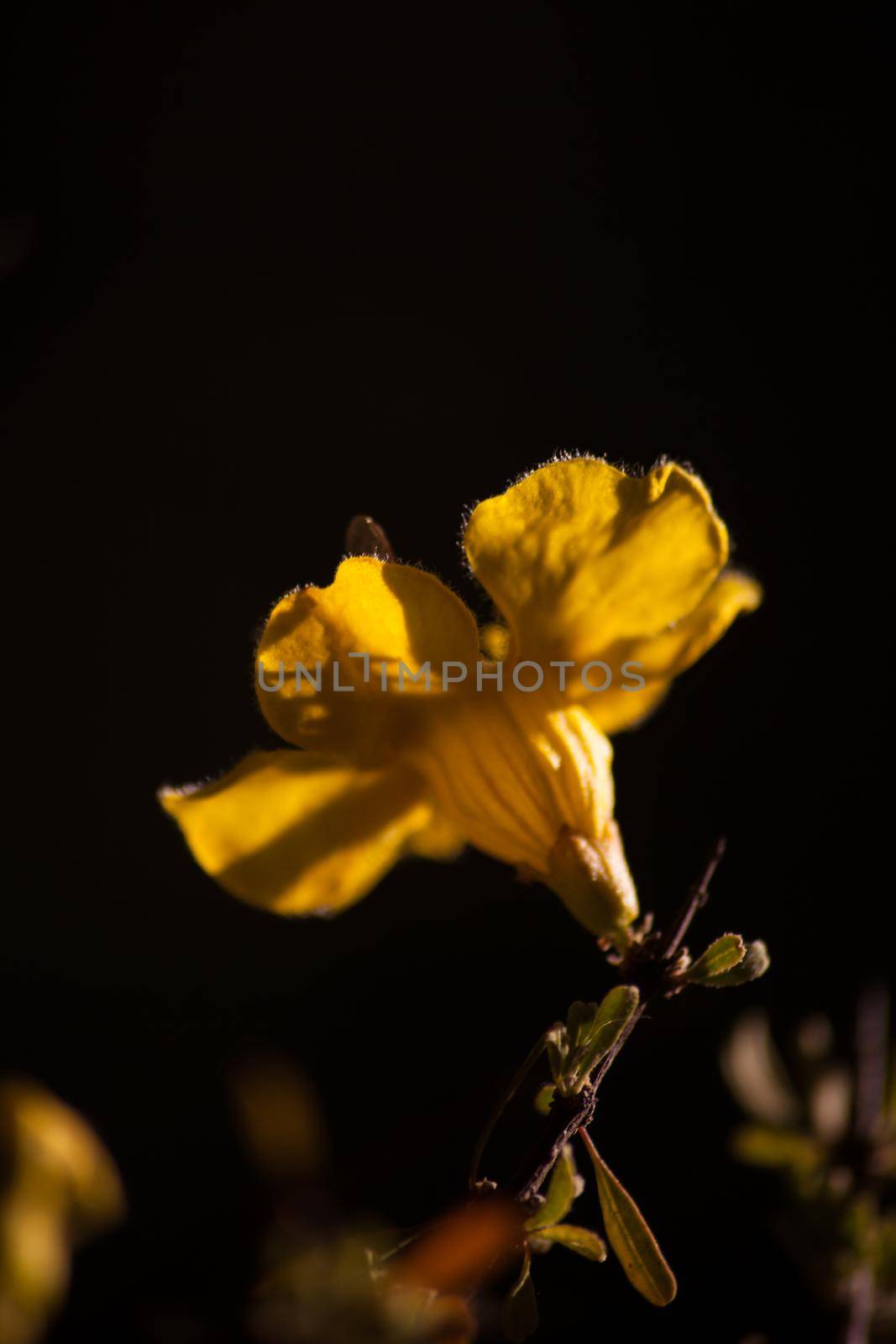 Flowers of the Karoo Gold Rhigozum obovatum Burch 14645 by kobus_peche