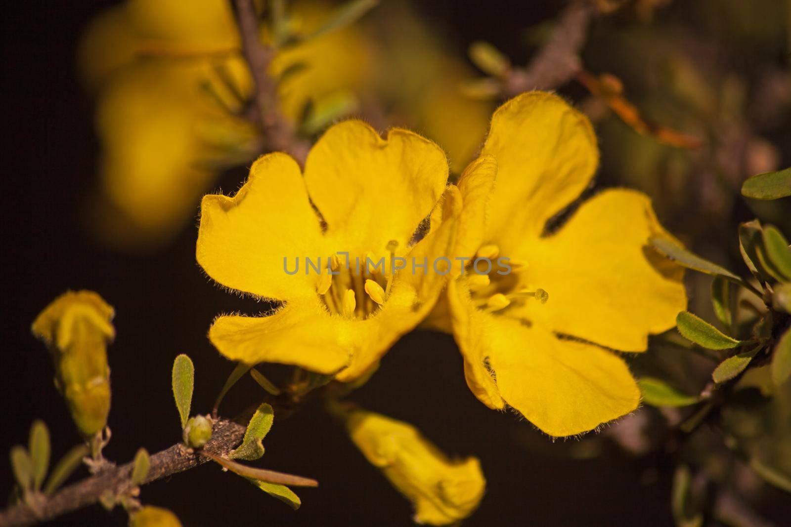 The Flowers of the Karoo Gold (Rhigozum obovatum Burch) is a drab looking spiny, multi branched shrub or small tree, but in springtime it is covered in these bright golden-yellow flowers