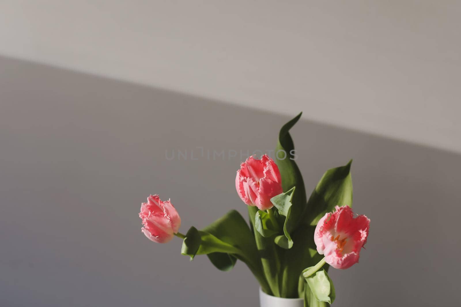 fresh pink tulips isolated on a white background.
