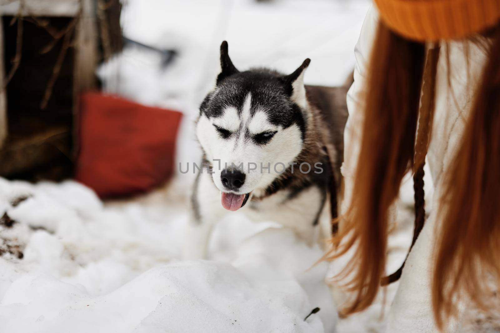 woman with dog outdoor games snow fun travel fresh air by SHOTPRIME