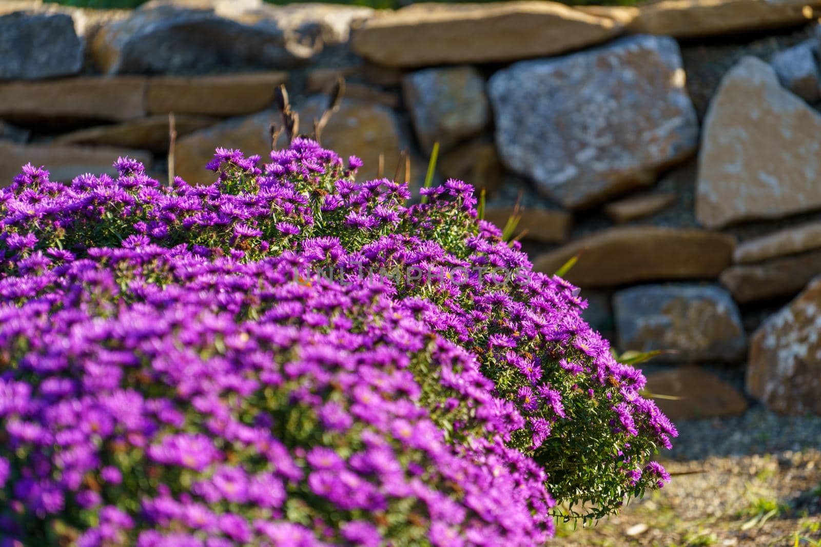 Close up of beautiful pink flower background