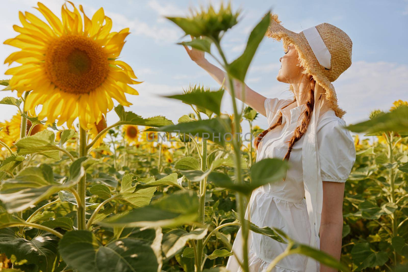 woman with pigtails looking in the sunflower field unaltered. High quality photo