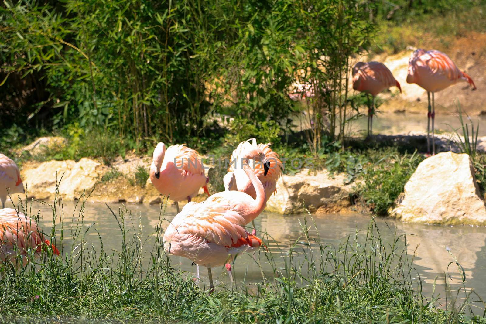 pink flamingos in a pond. High quality photo