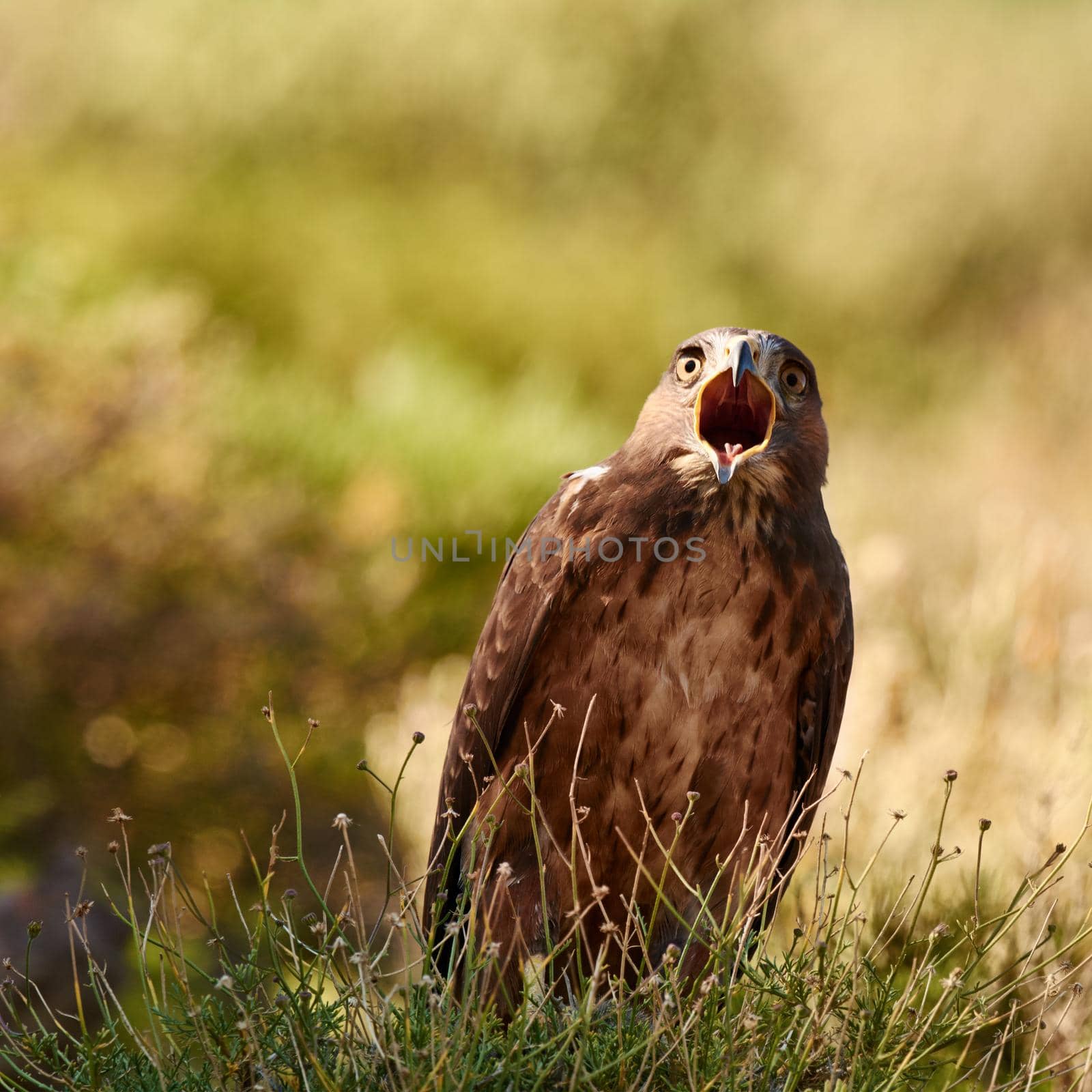 Calling out in the wild. A majestic bird of prey in its natural habitat. by YuriArcurs