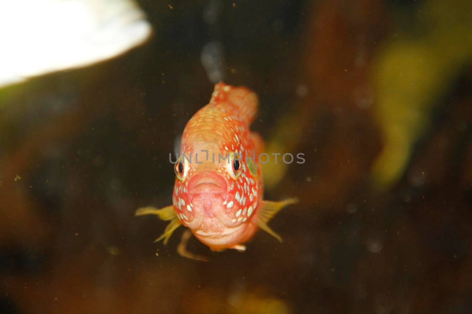 Hemichromis bimaculatus African jewelfish in aquarium . High quality photo