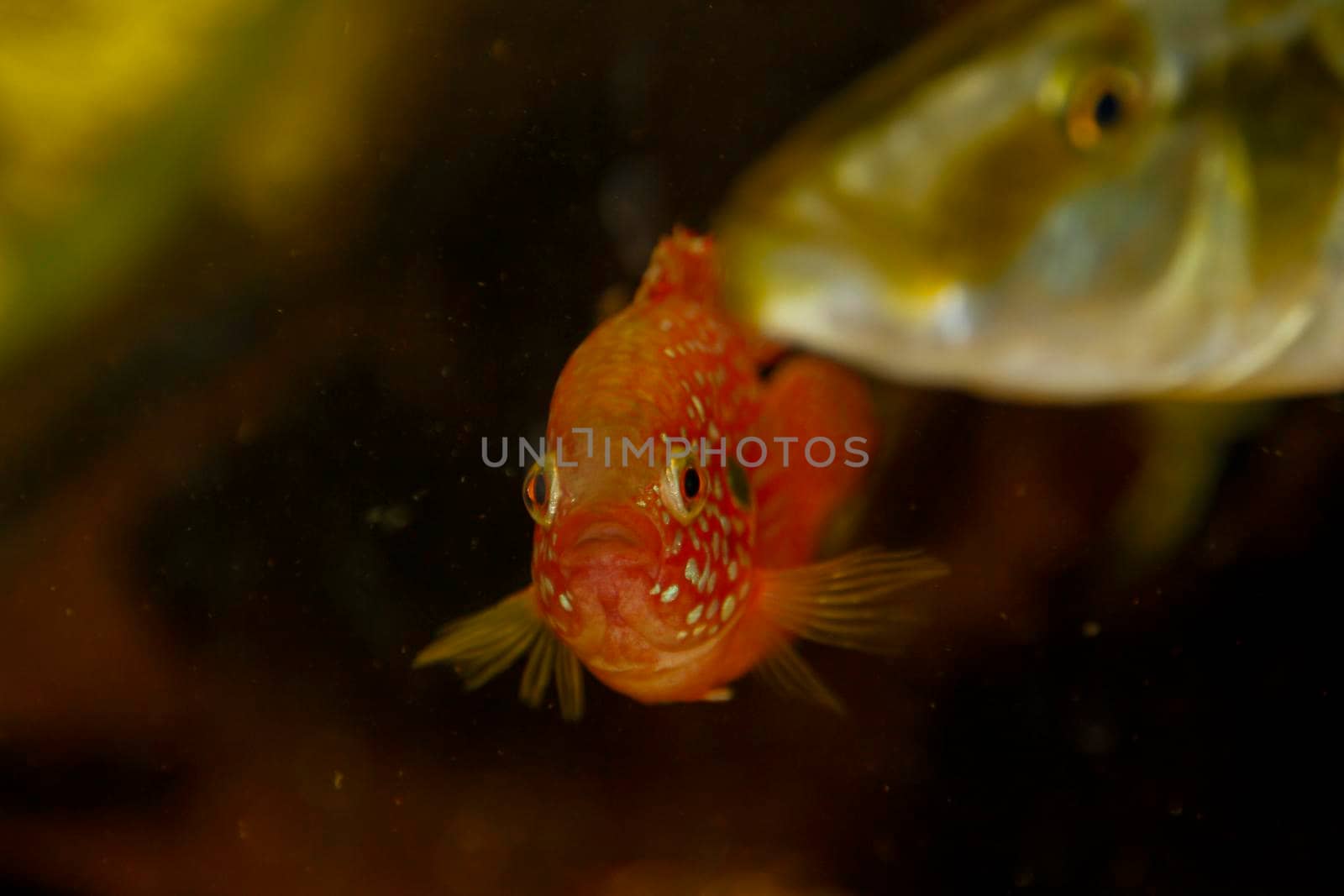 Hemichromis bimaculatus African jewelfish in aquarium . High quality photo