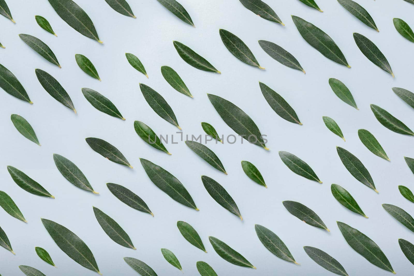 Cute and pretty background texture formed by olive leaves of different sizes, forming a repetitive but irregular pattern, on a soft blue background