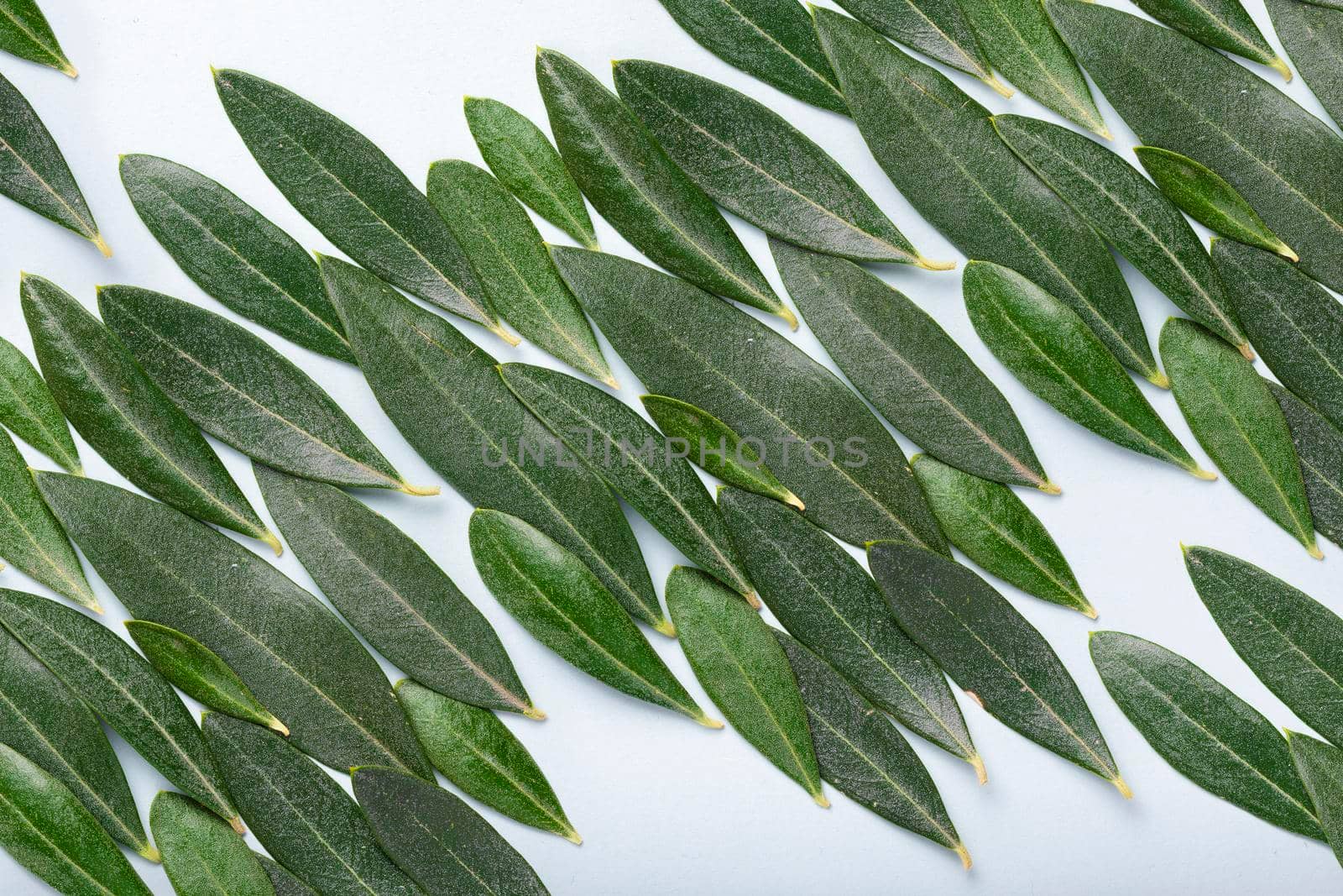 Texture formed by several olive leaves of different sizes by alvarobueno