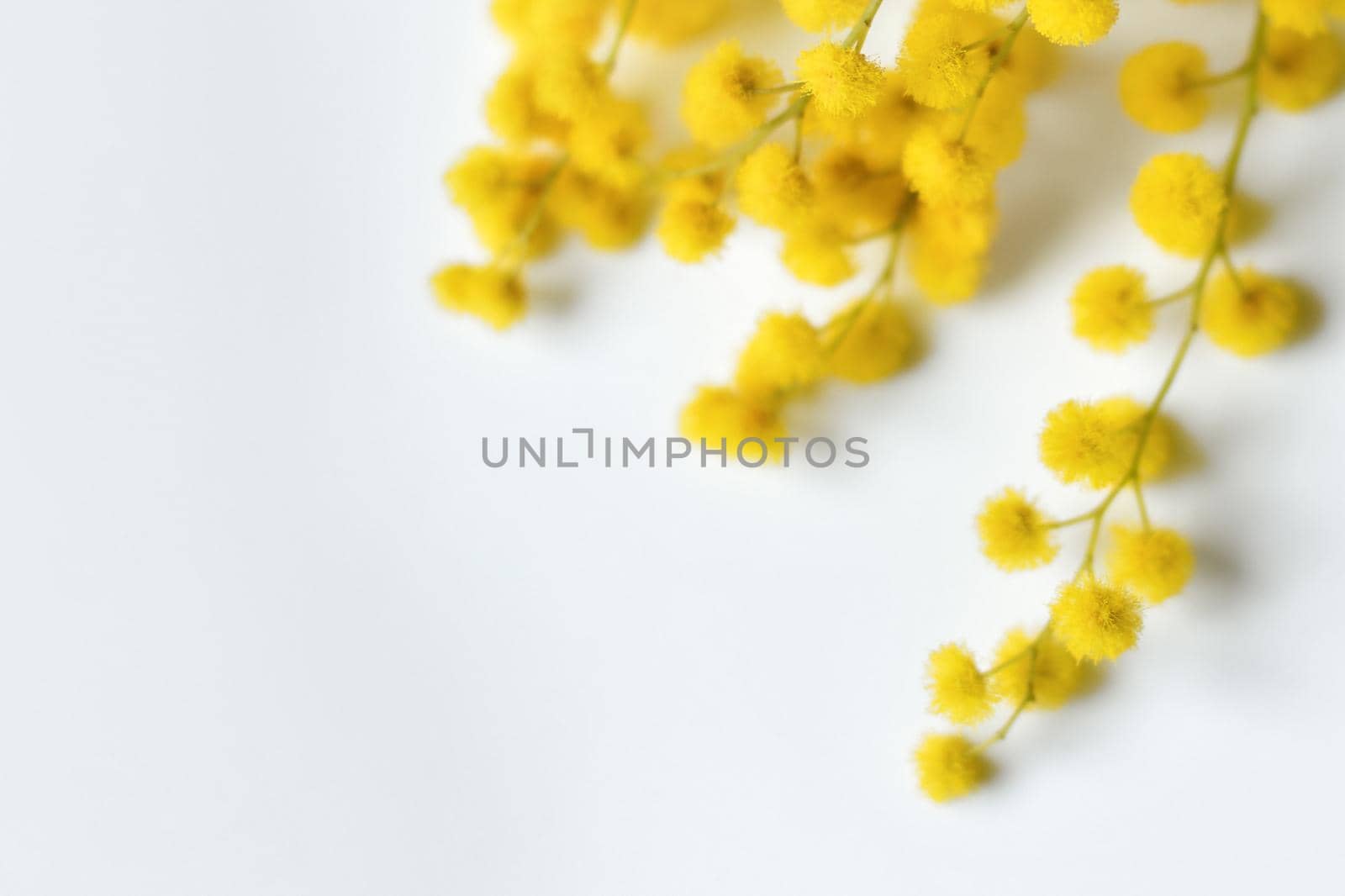 Spring mimosa on a white background Top view