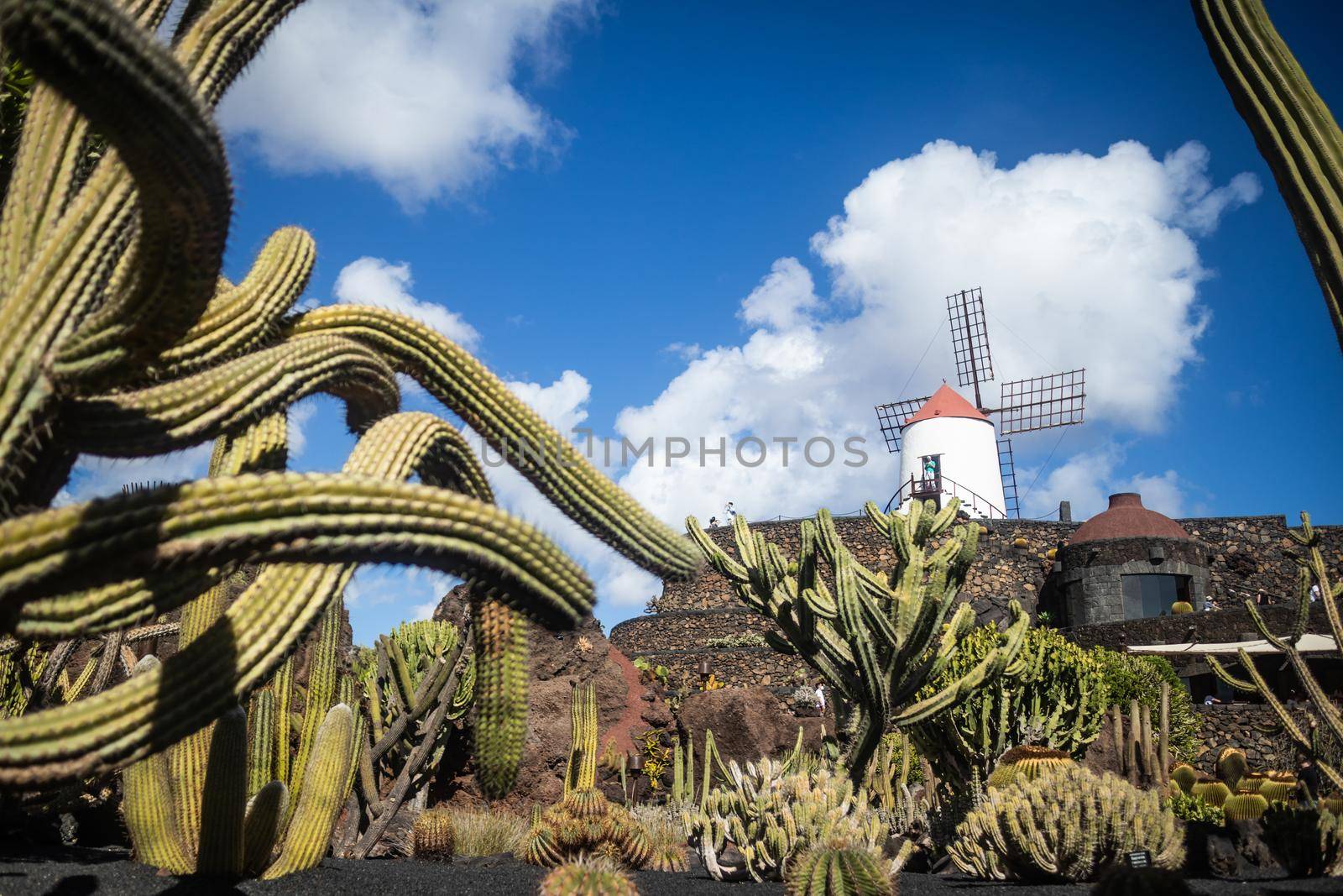 Tropical cactus garden in Guatiza village, Lanzarote, Canary Islands, Spain. by kasto