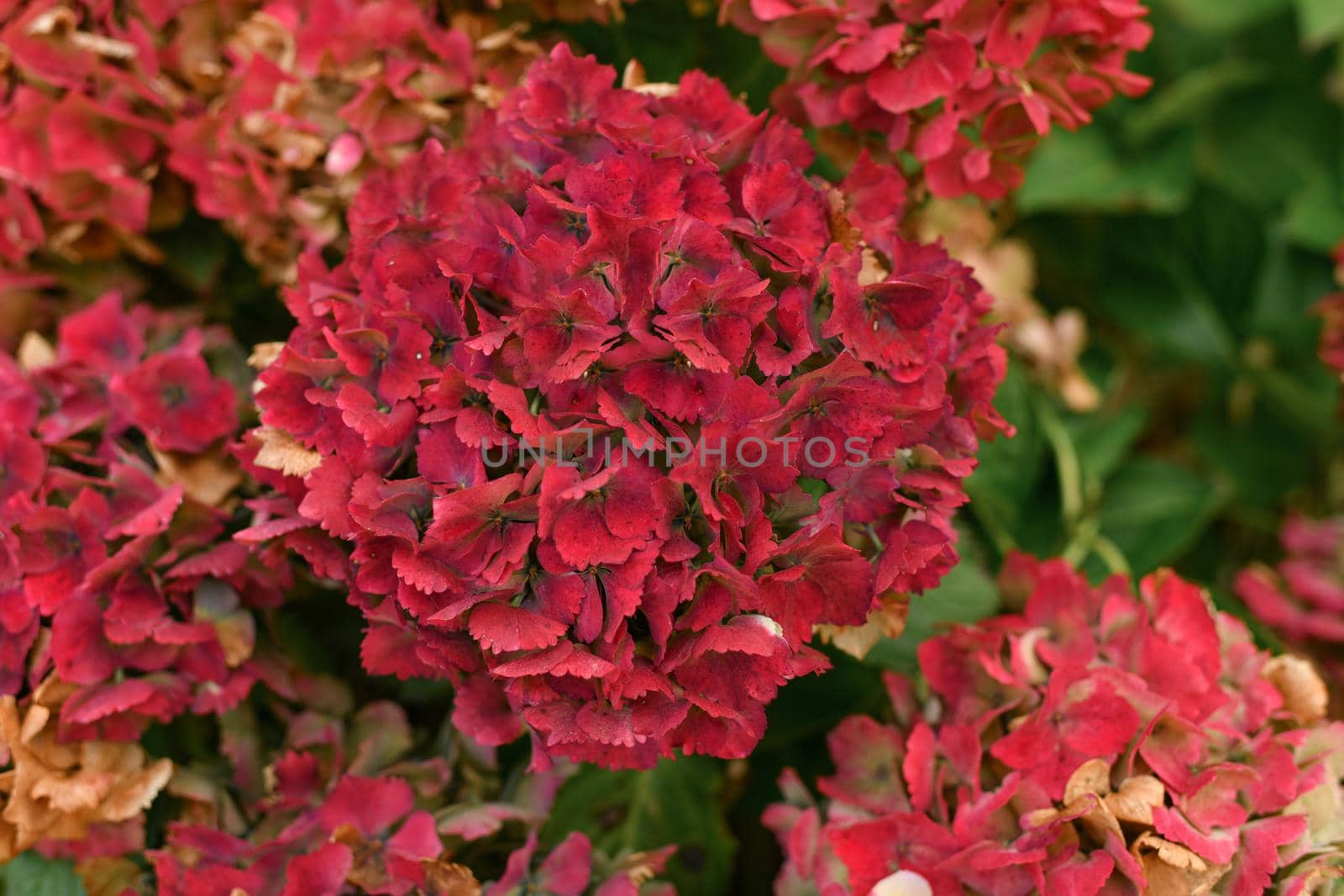 Background of a red hydrangea flowers, Hortensia