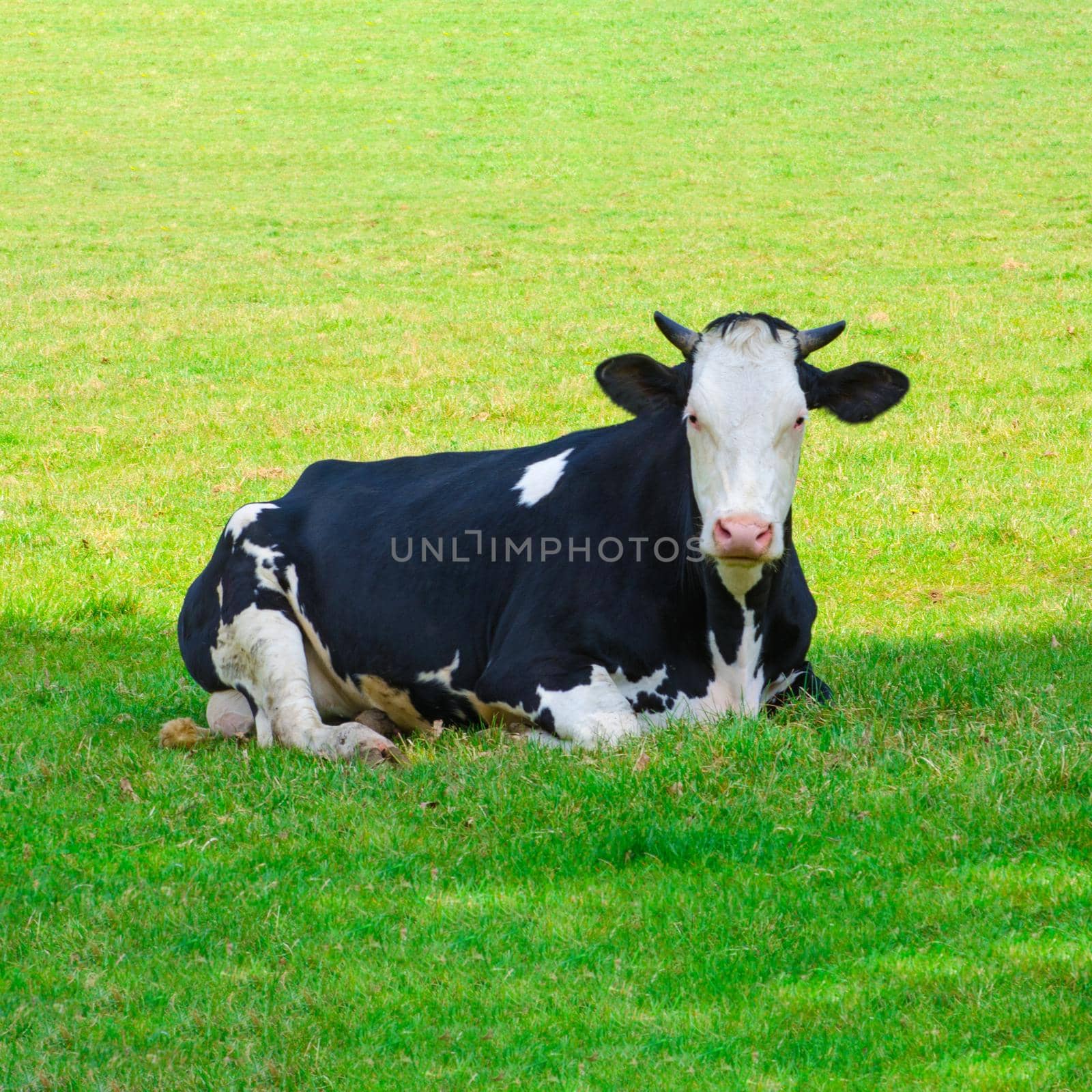Cow lying down on green grass. Black and white cow. Cattle in a green field. Cow on a summer pasture.
