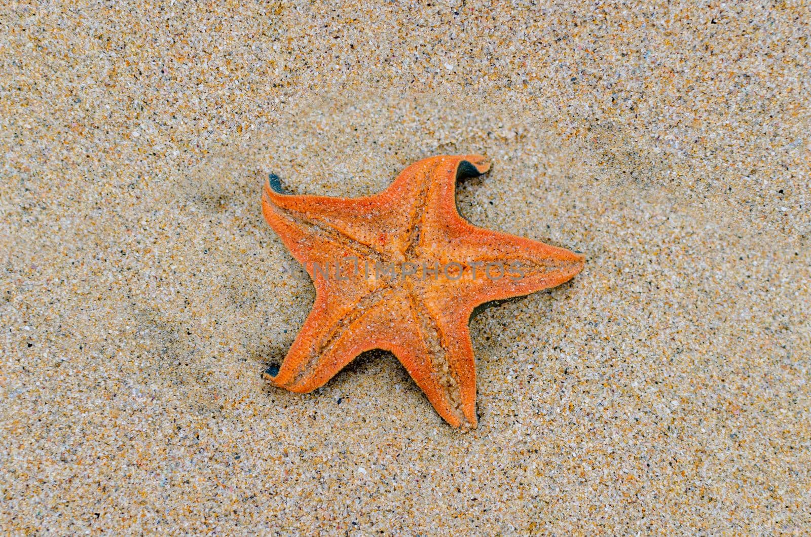 Orange starfish on beach sand. Summer vacation concept.