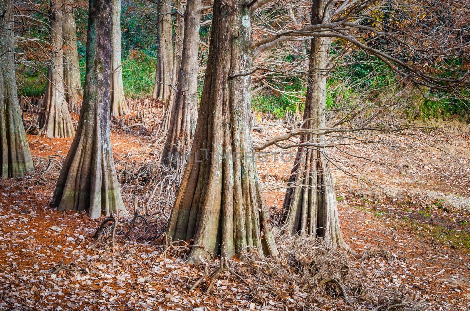 Bald Cypress trees. Kyudainomori forest in Sasaguri, Fukuoka, Japan.