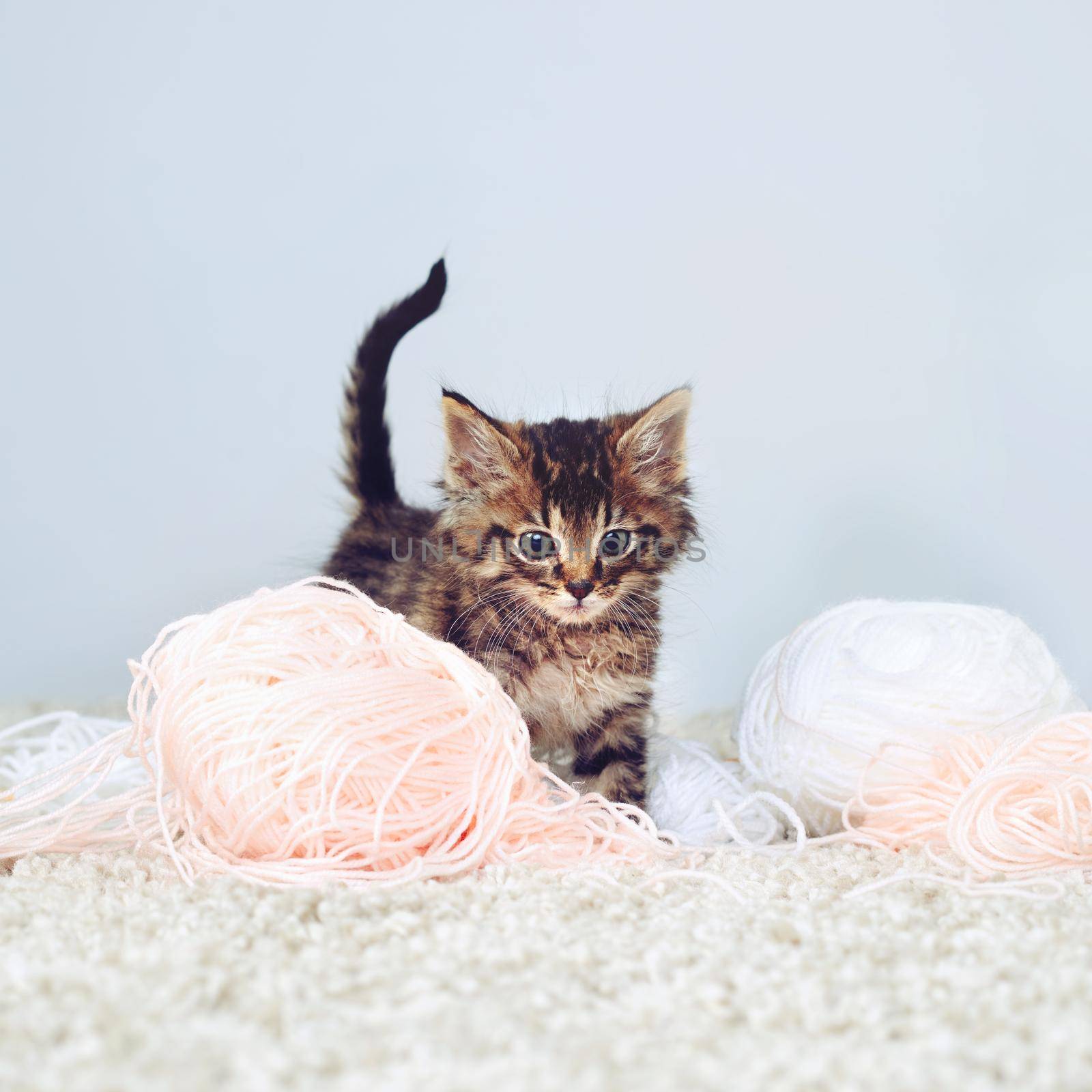 Studio shot of an adorable tabby kitten playing with a ball of wall.