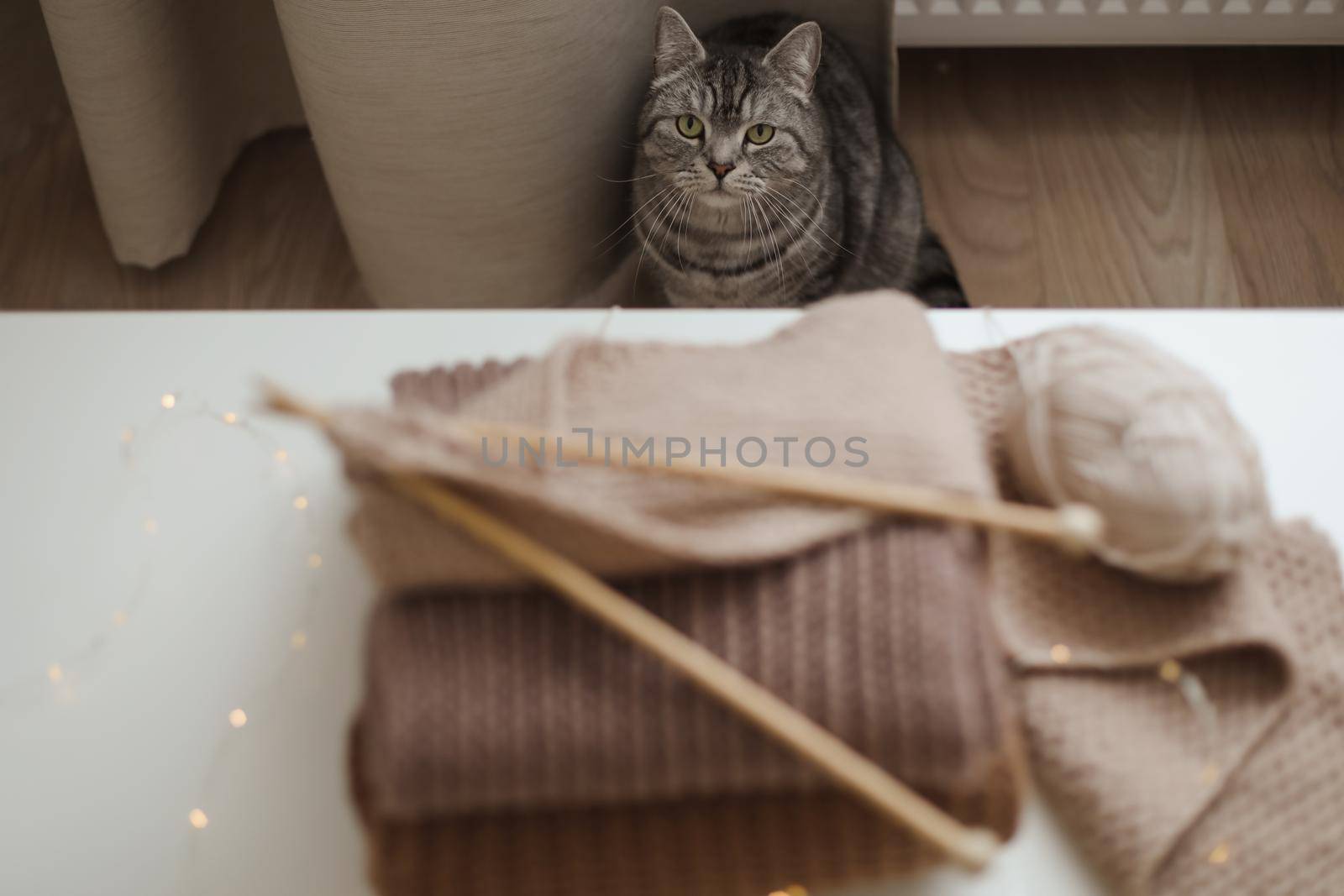 cozy home atmosphere with a scottish straight cat with funny looking. Cat Portrait. Cute cat indoor shooting